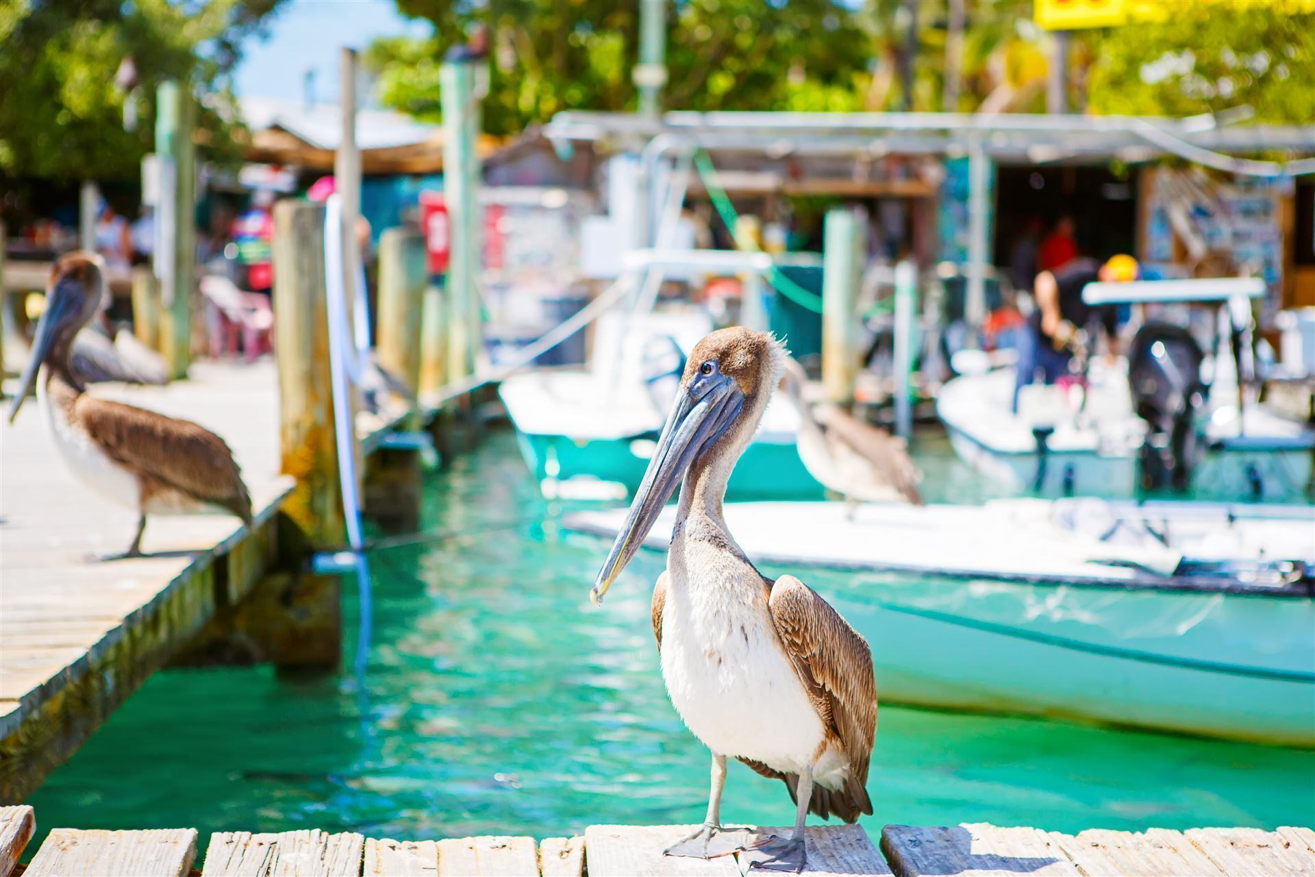 Key West Impression Pelikan