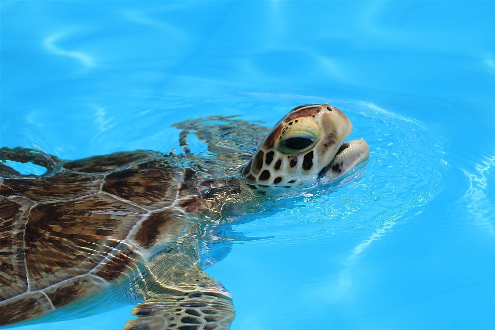 Turtle Hospital