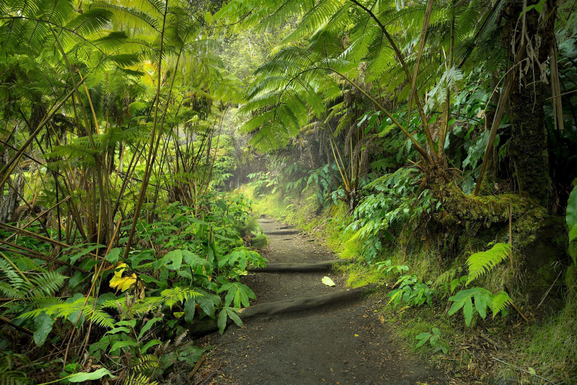Regenwald im Volcano Nationalpark
