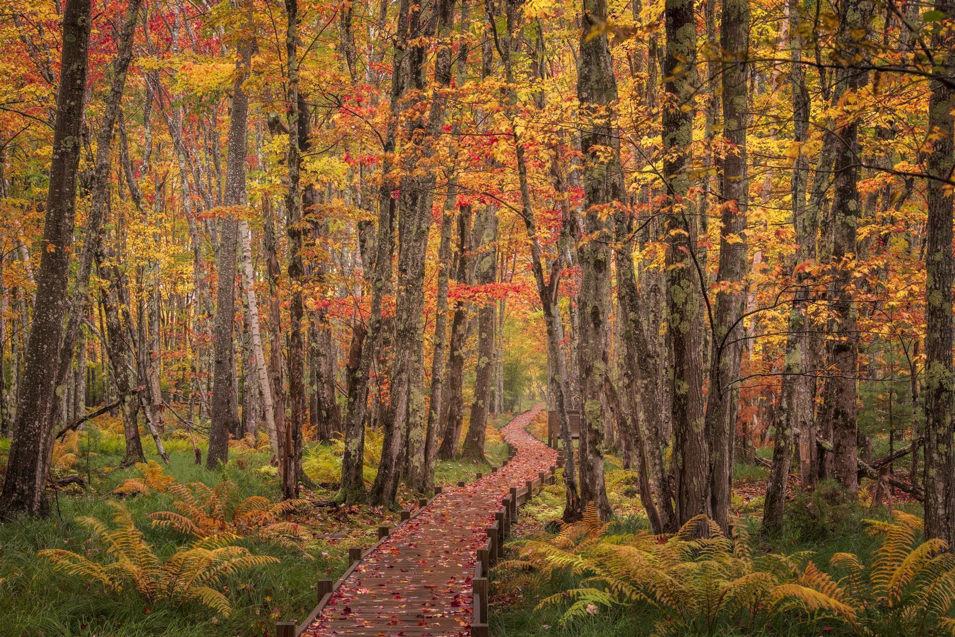 Indian Summer im Acadia Nationalpark