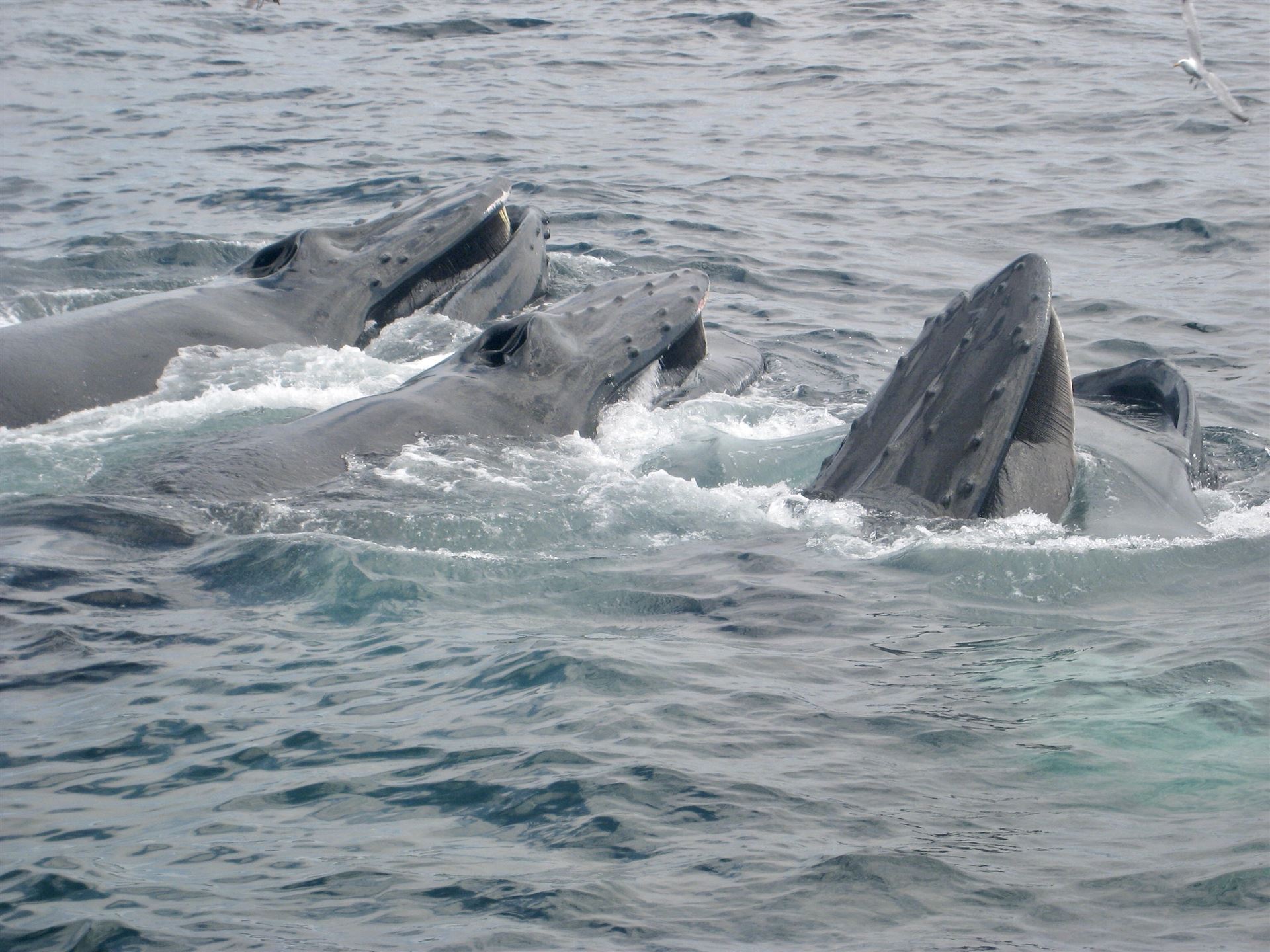 Buckelwale vor der Halbinsel Cape Cod