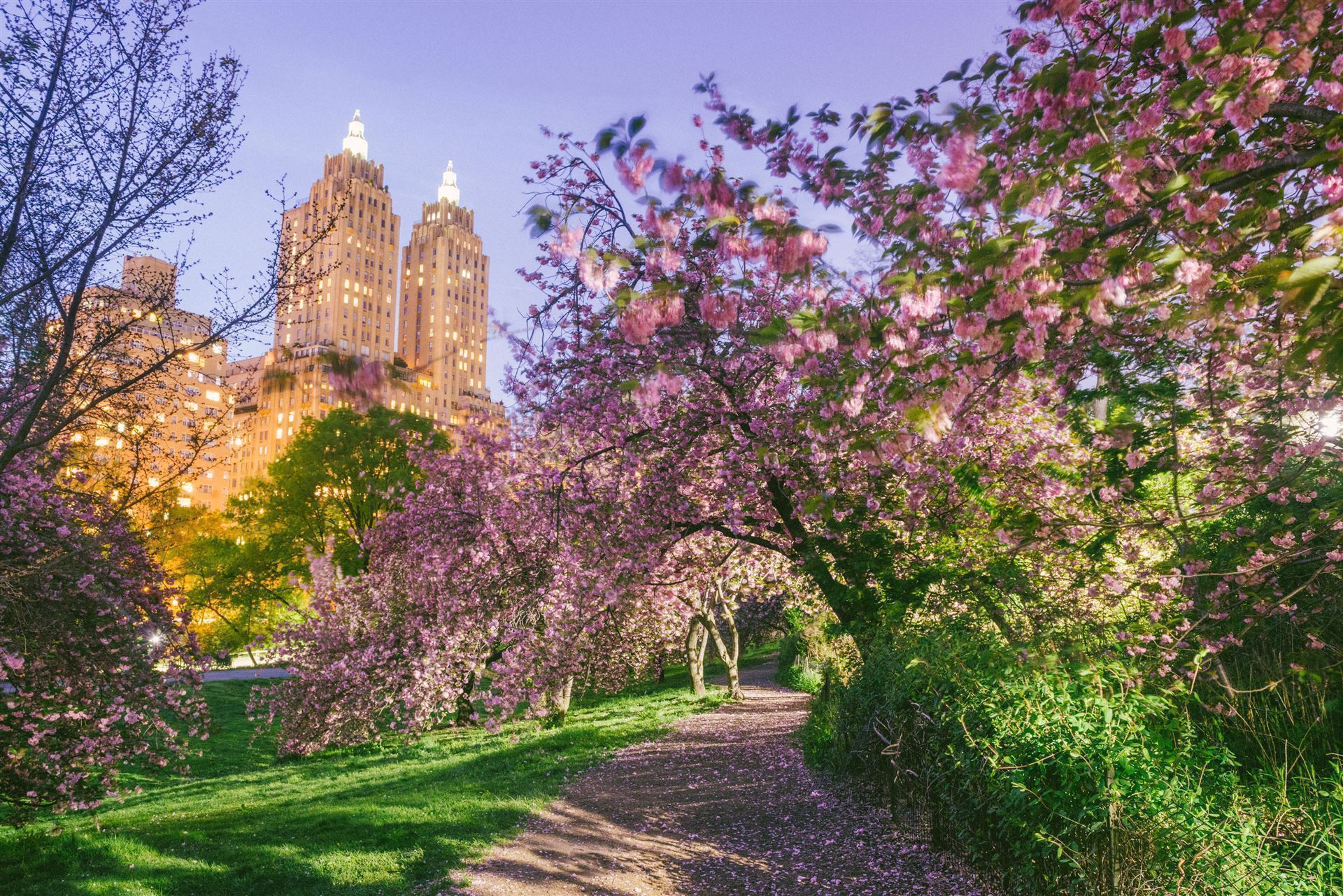 Kirschblüte im Central Park