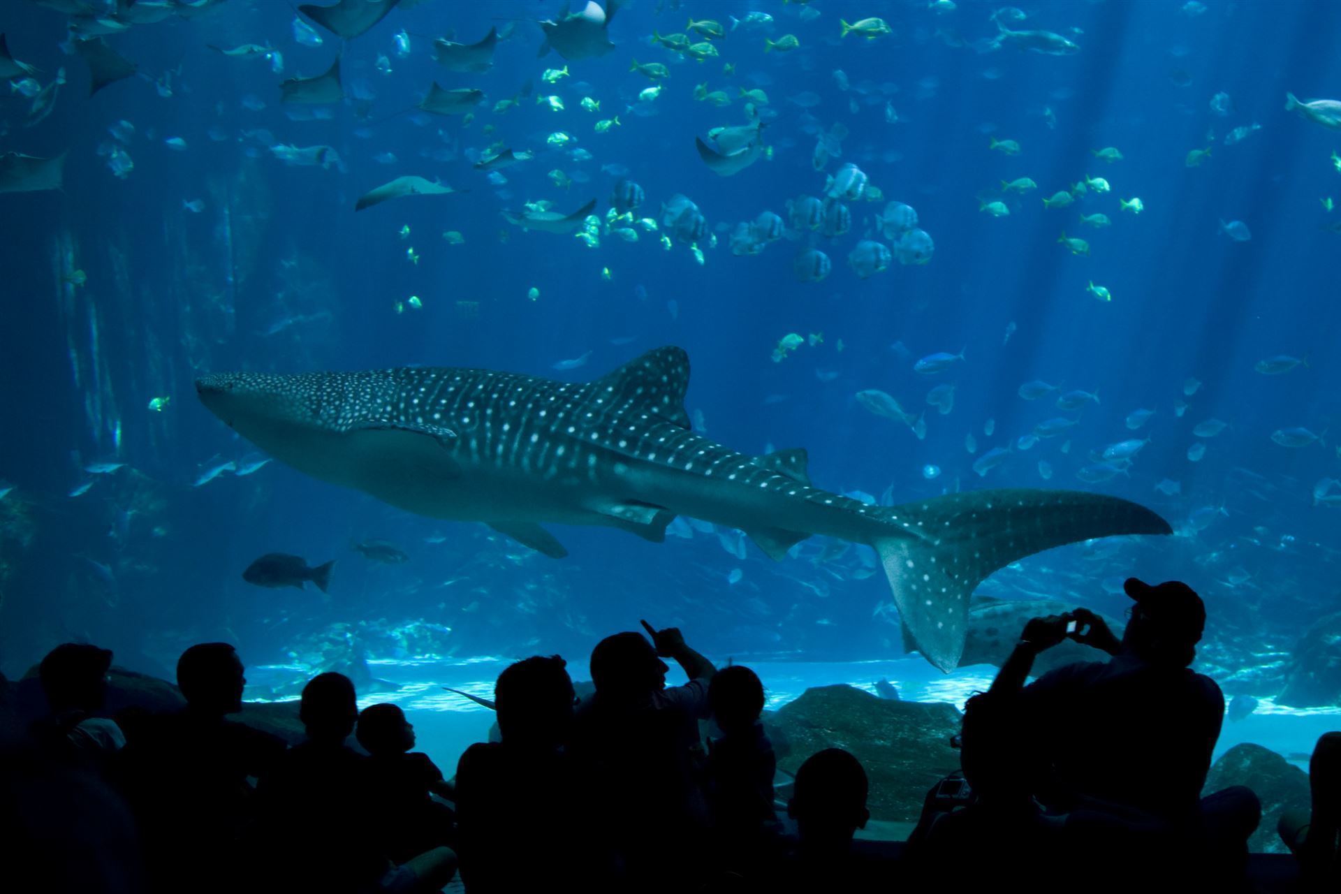 Walhai im Georgia Aquarium