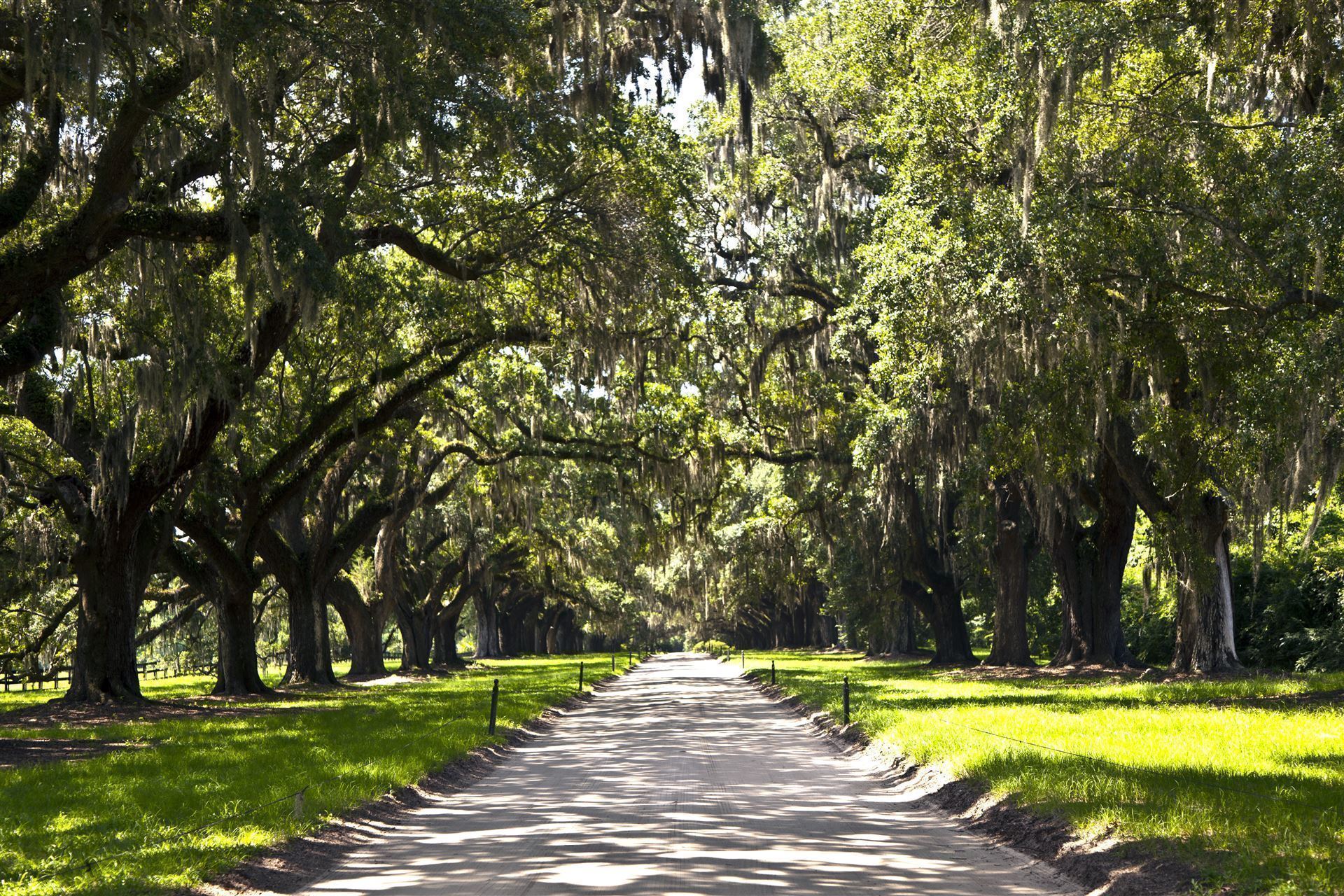 Eichenallee auf der Boone Hall Plantation