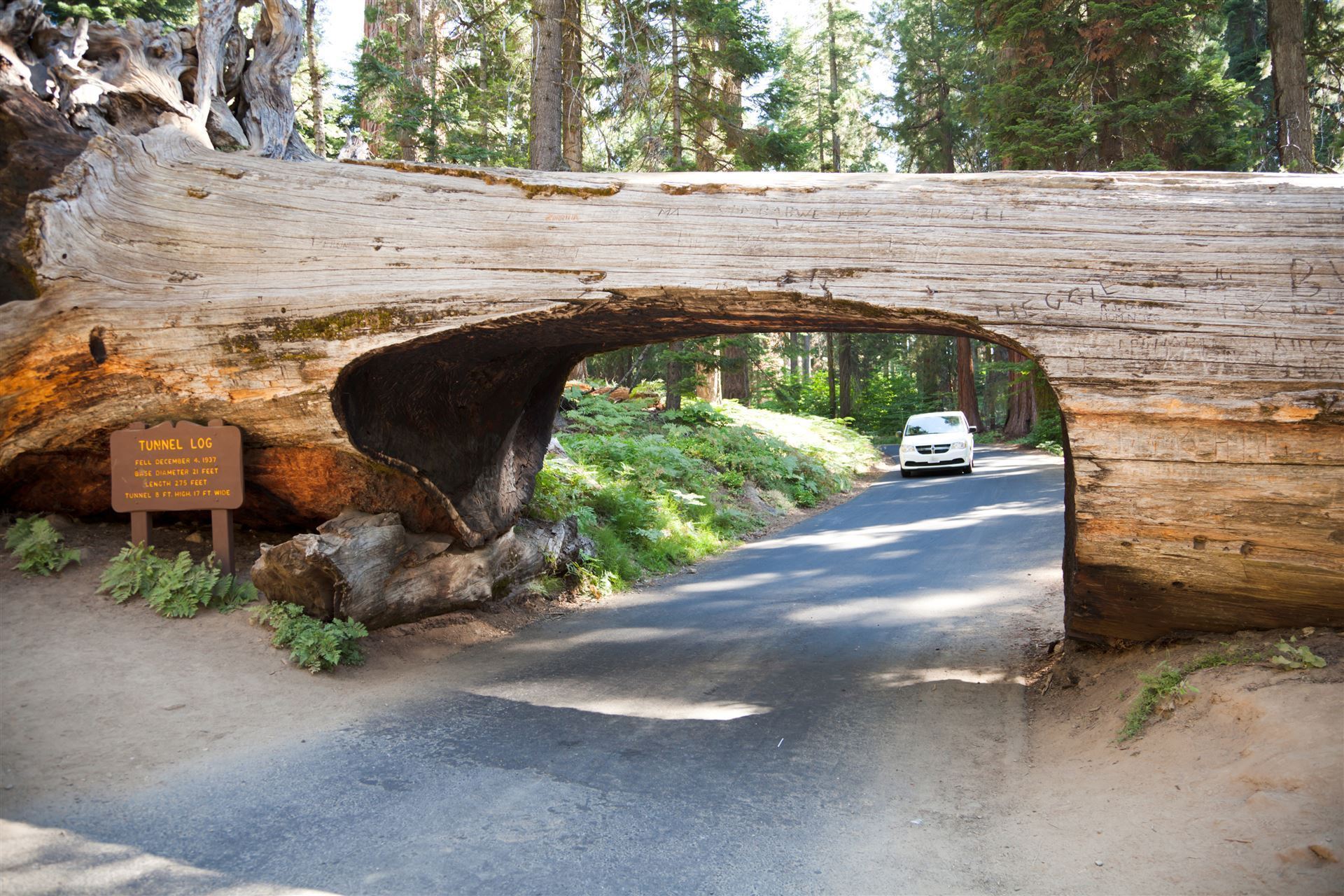 Tunnel Log im Sequoia Nationalpark