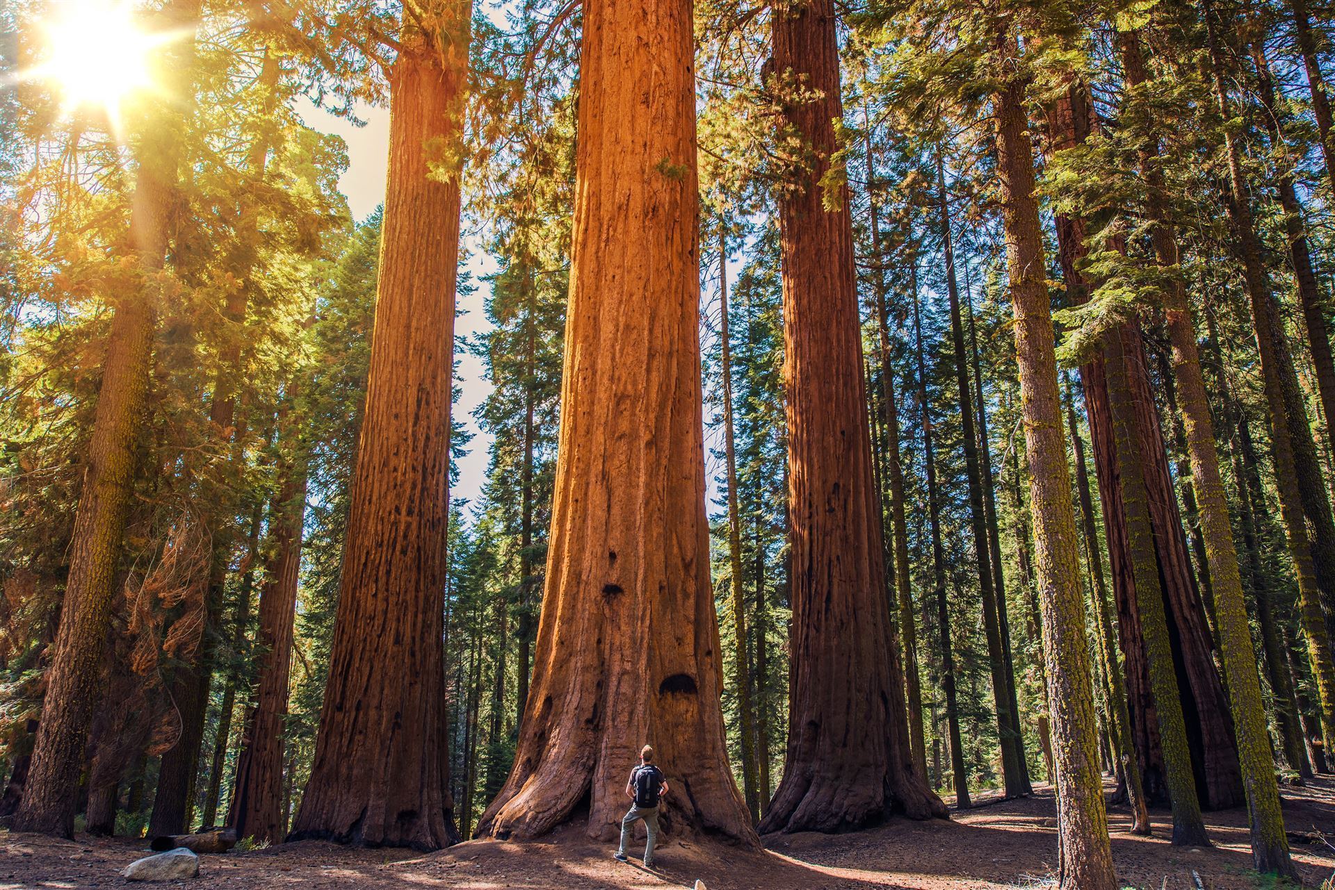 Riesige Bäume im Sequoia Nationalpark