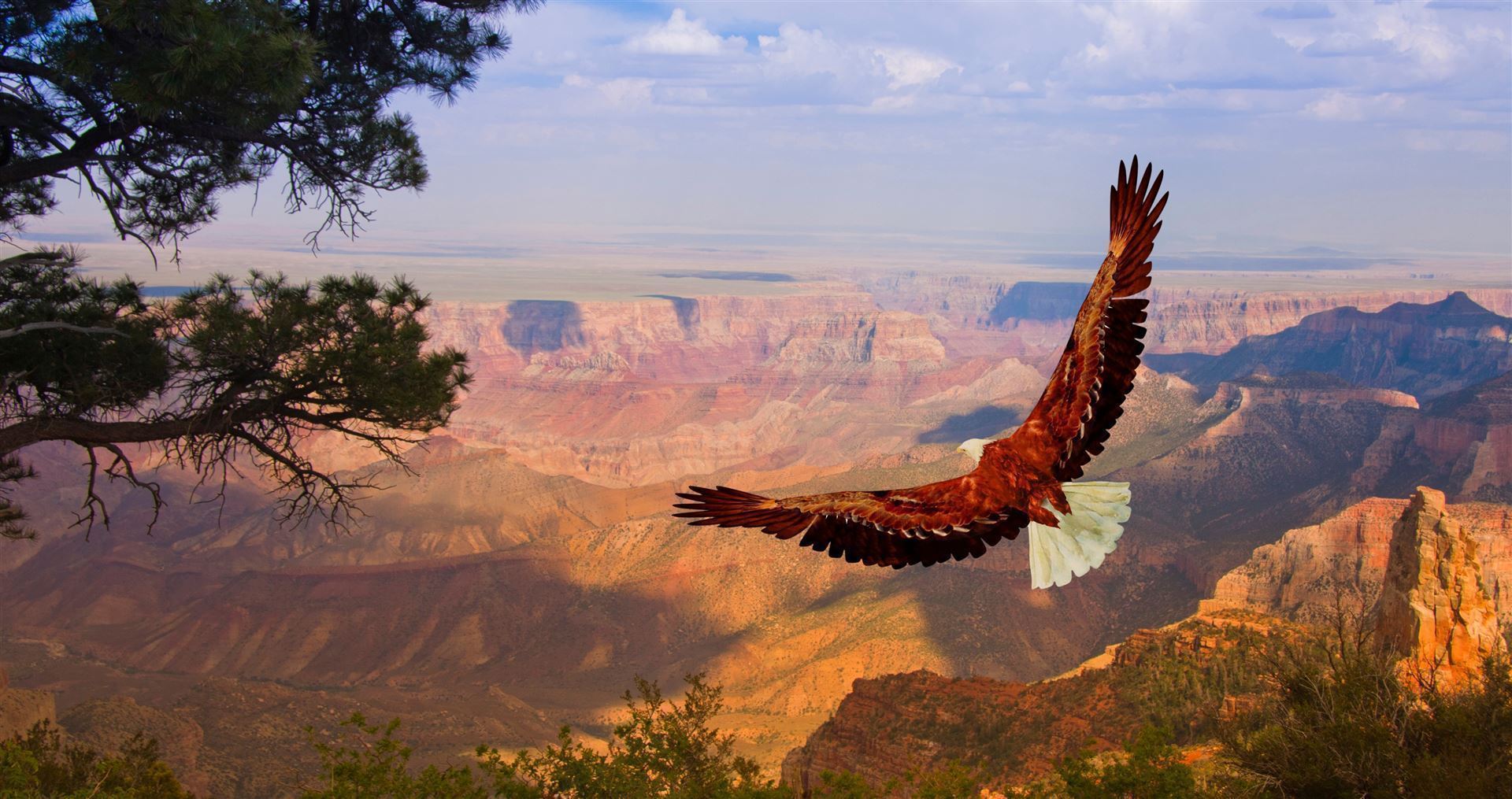 Fliegender Adler