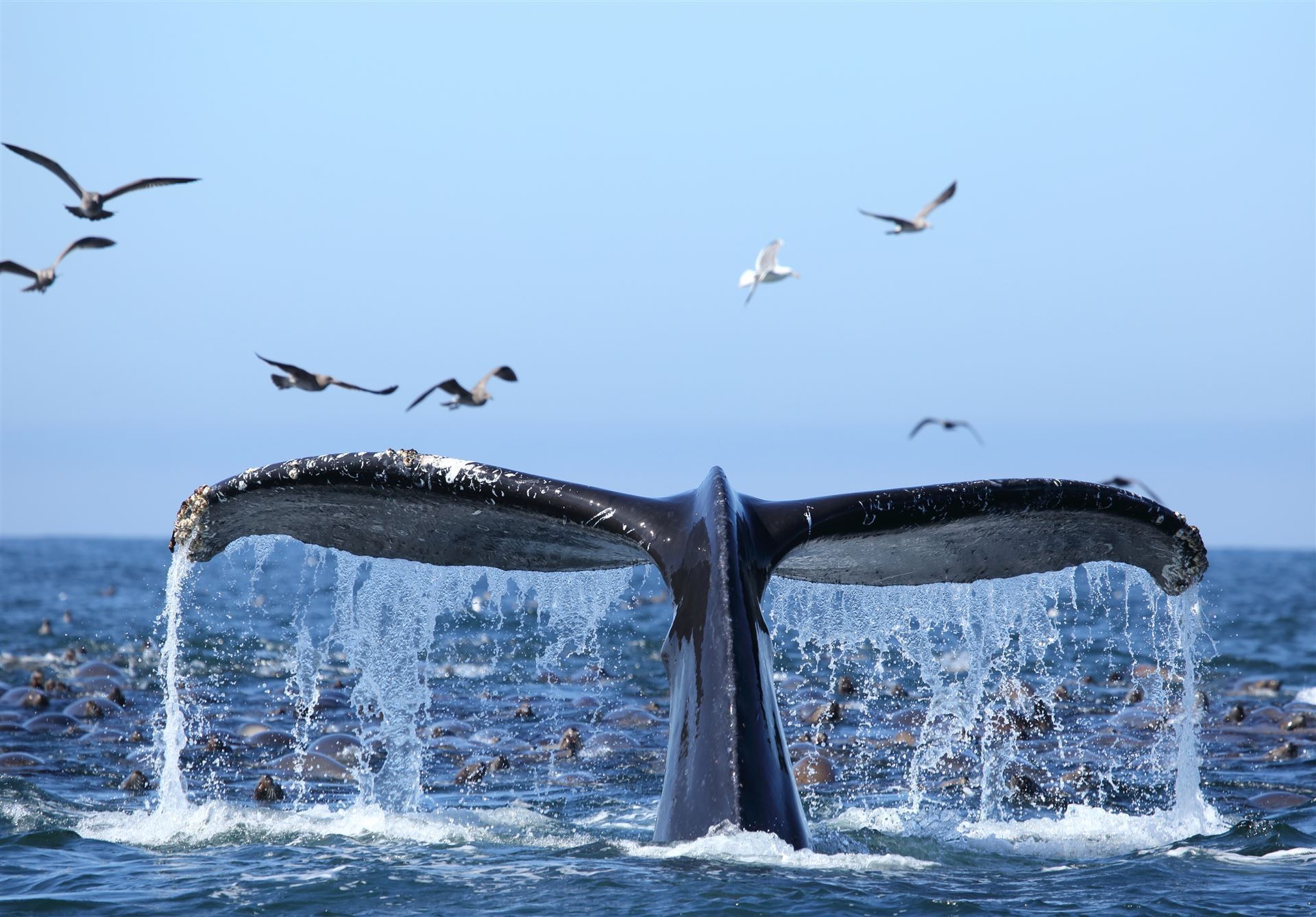 Walbeobachtung in der Monterey Bay