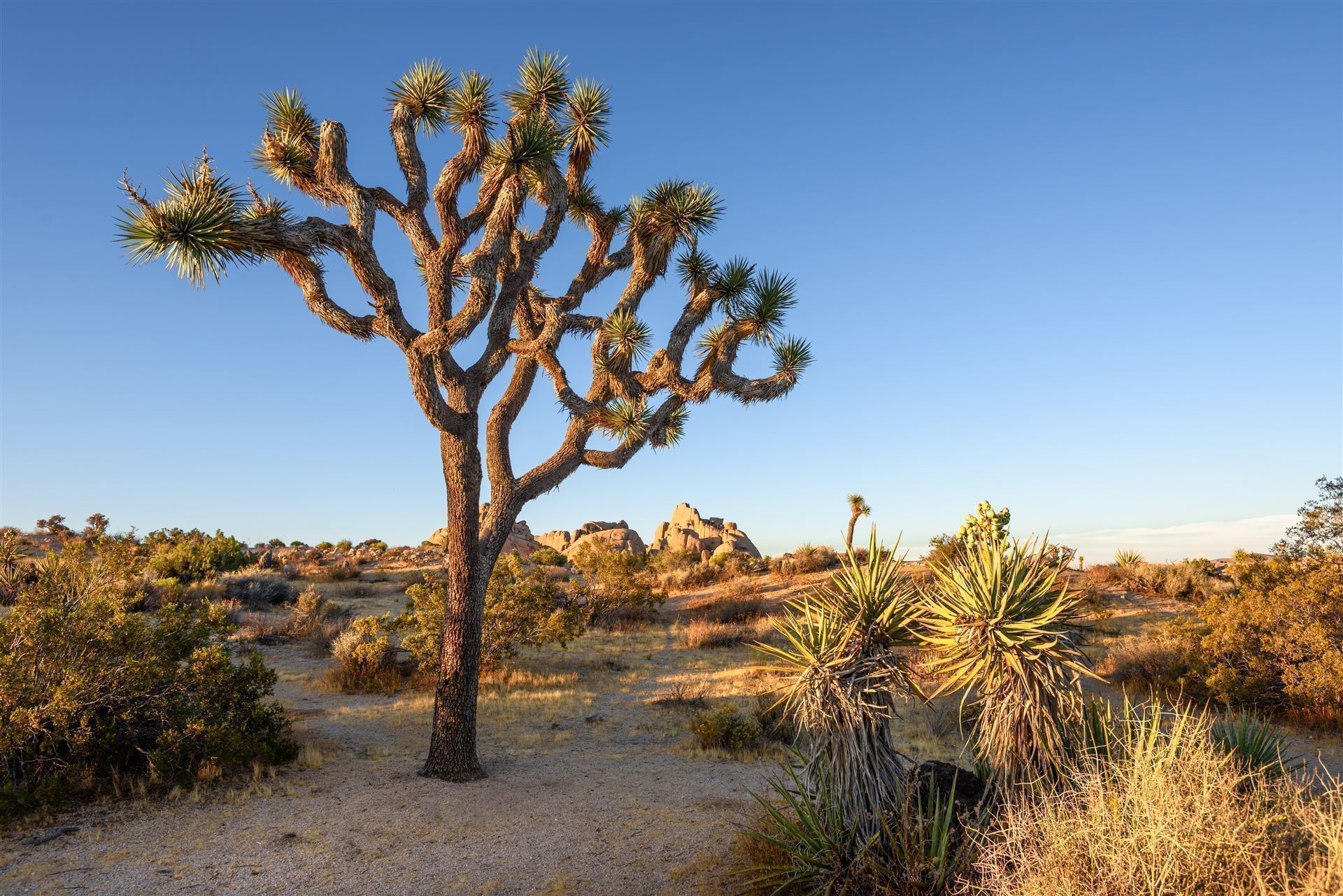 Impressionen aus dem Joshua Tree Nationalpark
