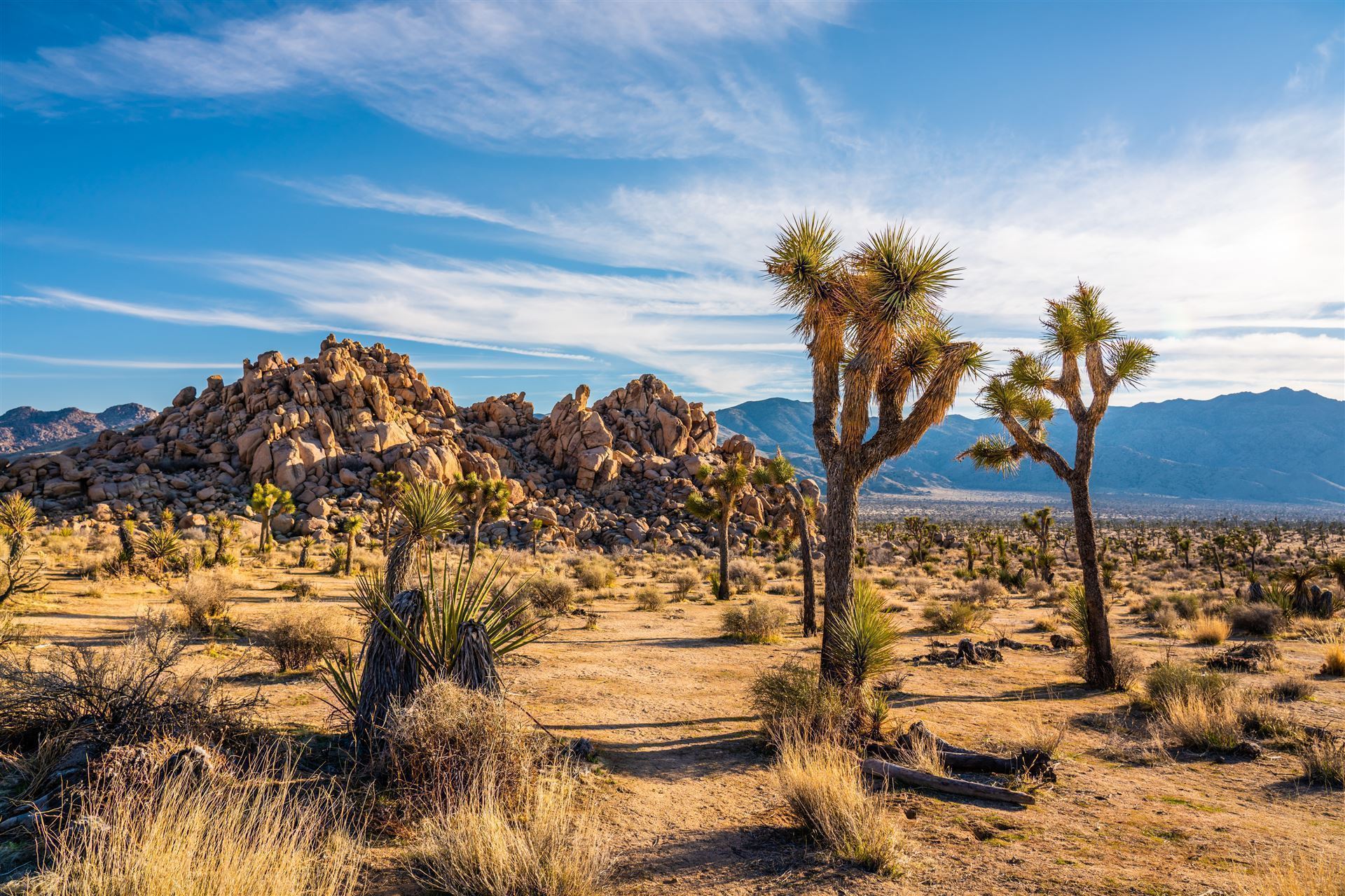 Impressionen aus dem Joshua Tree Nationalpark