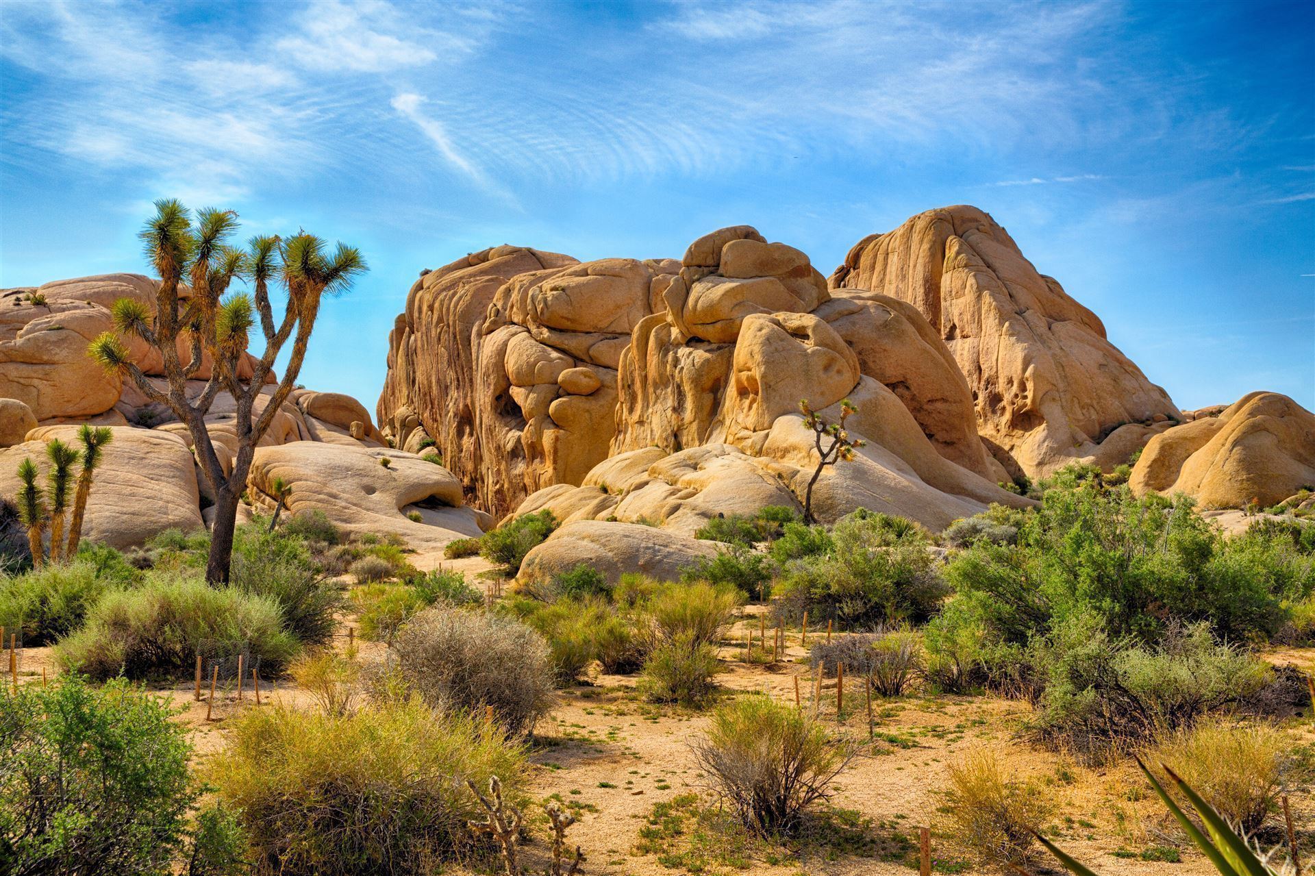Impressionen aus dem Joshua Tree Nationalpark