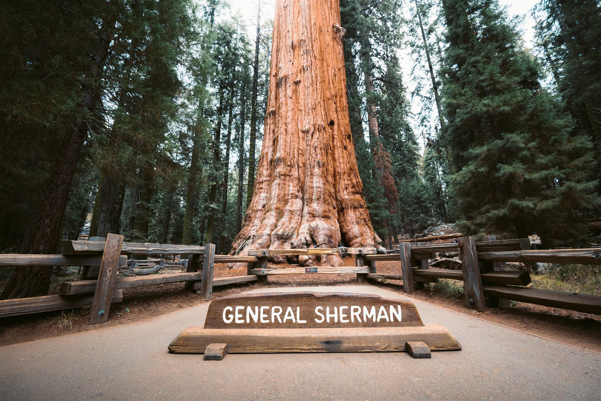 General Sherman Tree