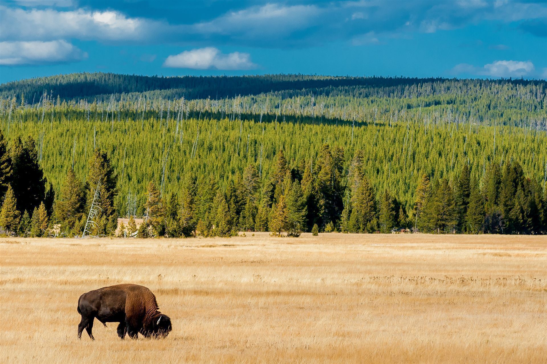 Bison im Yellowstone Nationalpark