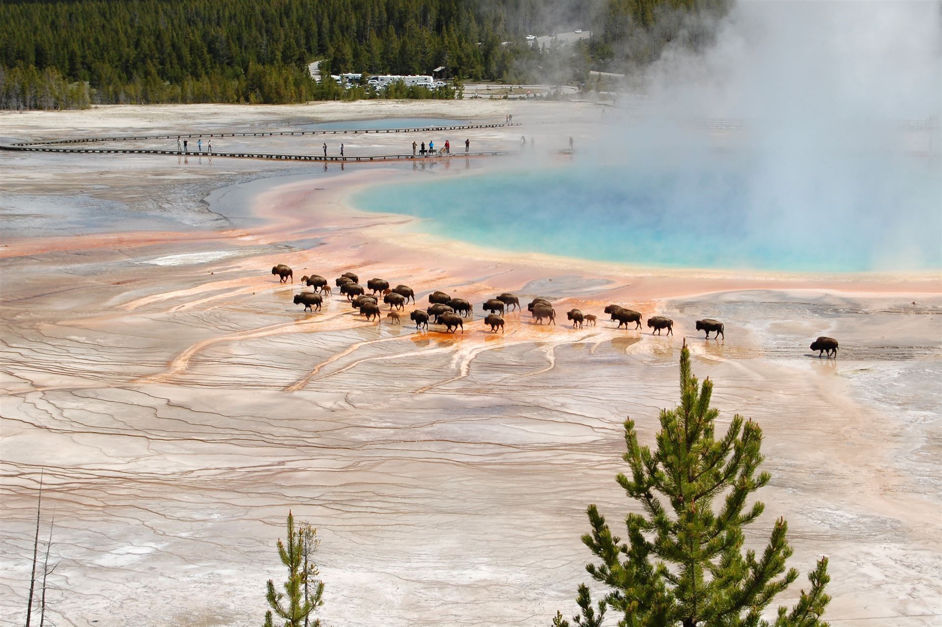 Bisonherde an den Grand Prismatic Springs