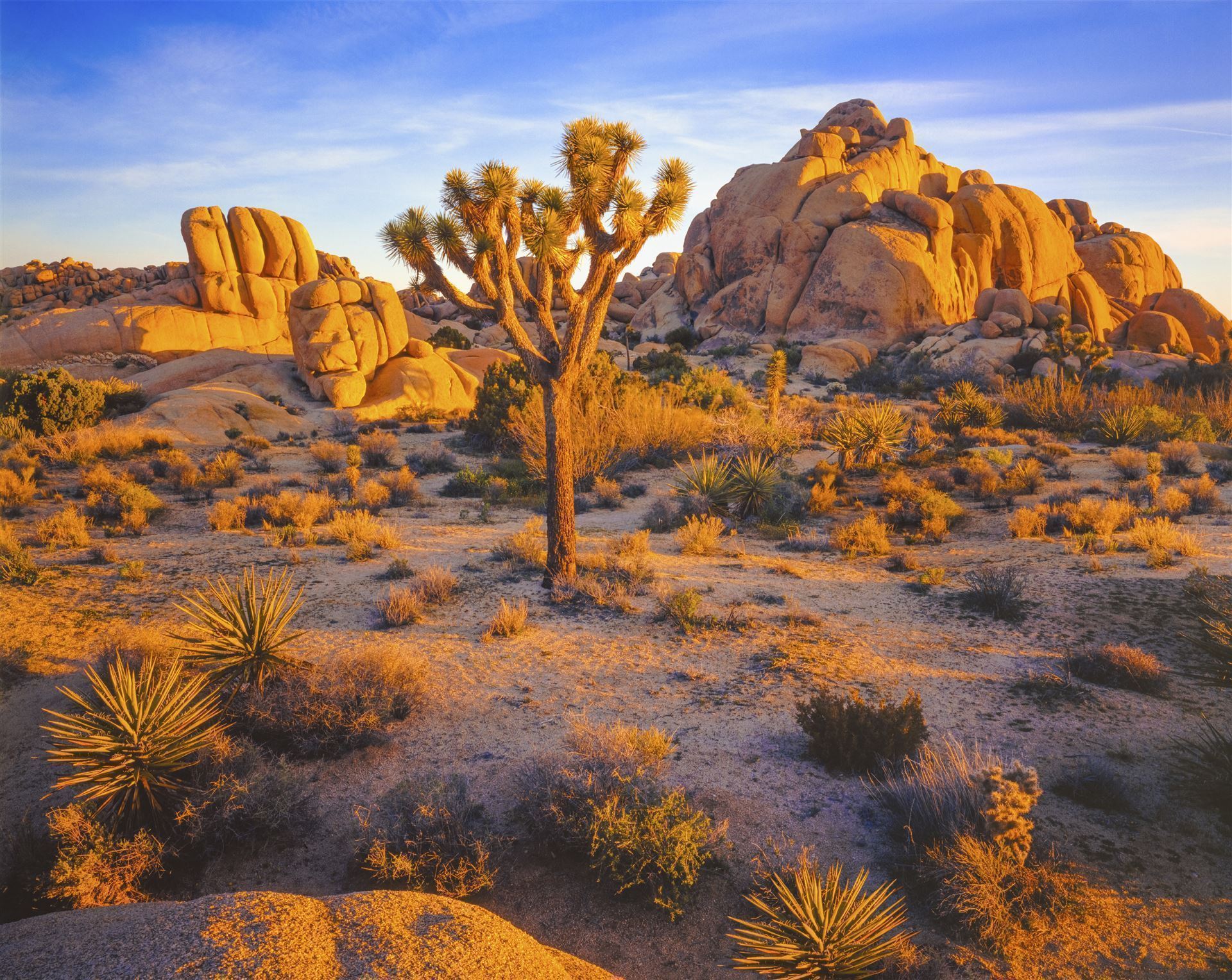 Joshua Tree National Park