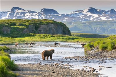 Bär im Katmai-Nationalpark