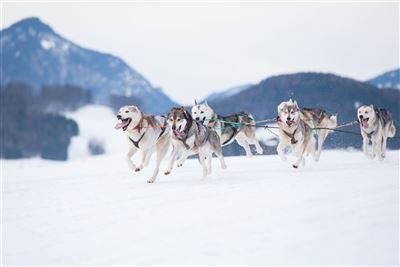 Huskyrennen in Wasilla
