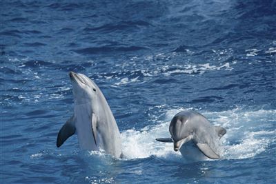 Orlando Delphin SeaWorld
