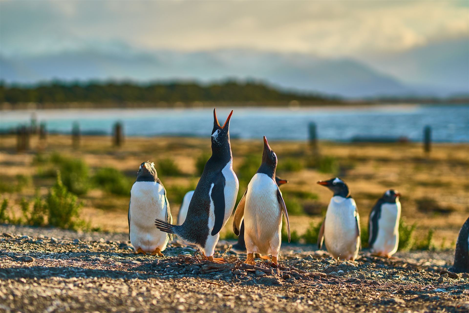 Magellan Pinguine