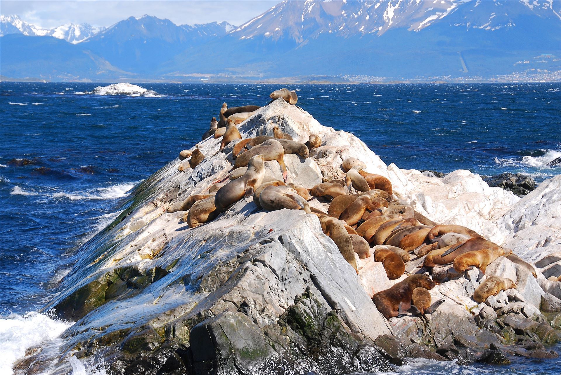 Seelöwen auf Steinen im Beagle Kanal