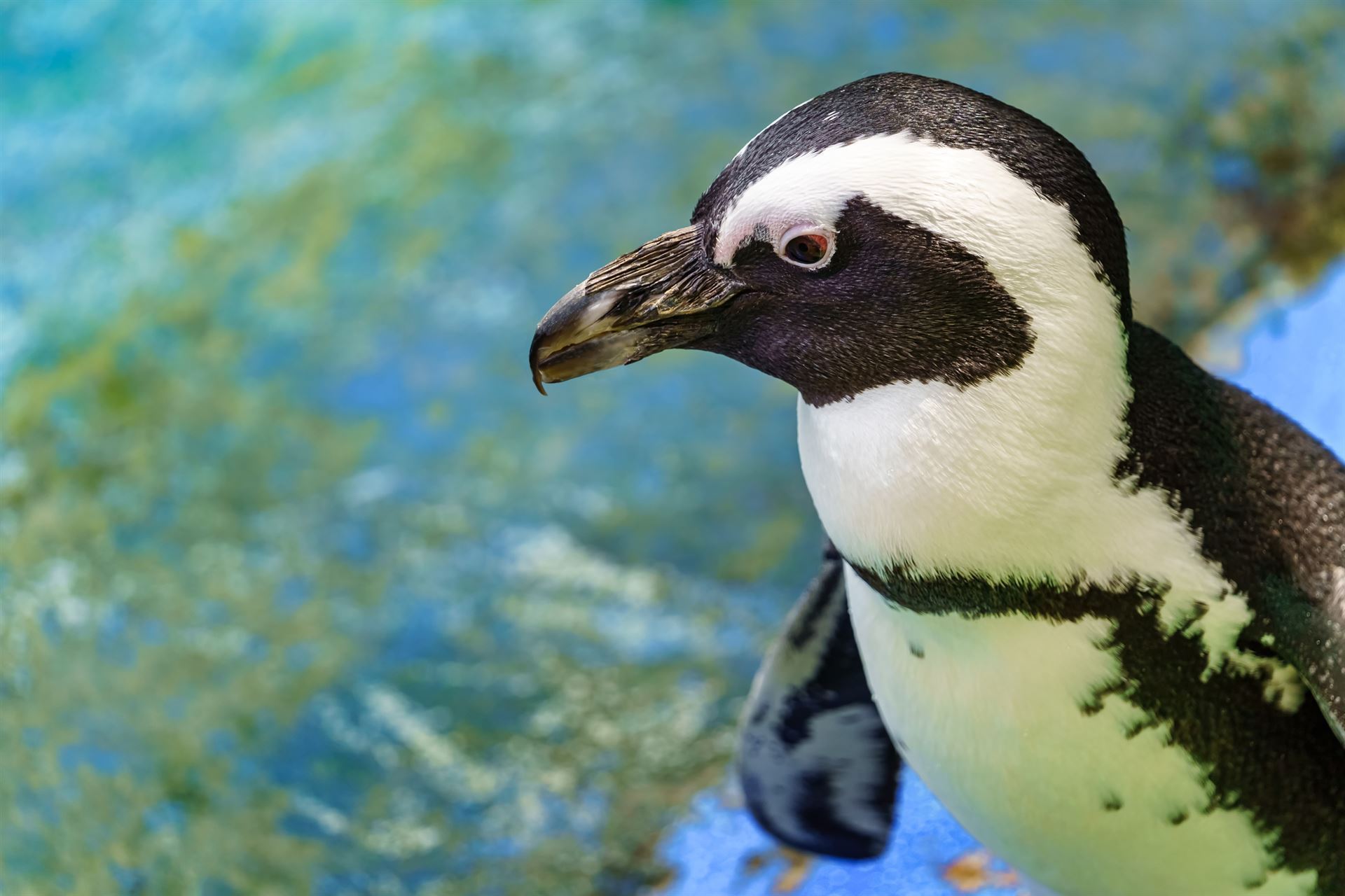 Magellan Pinguin