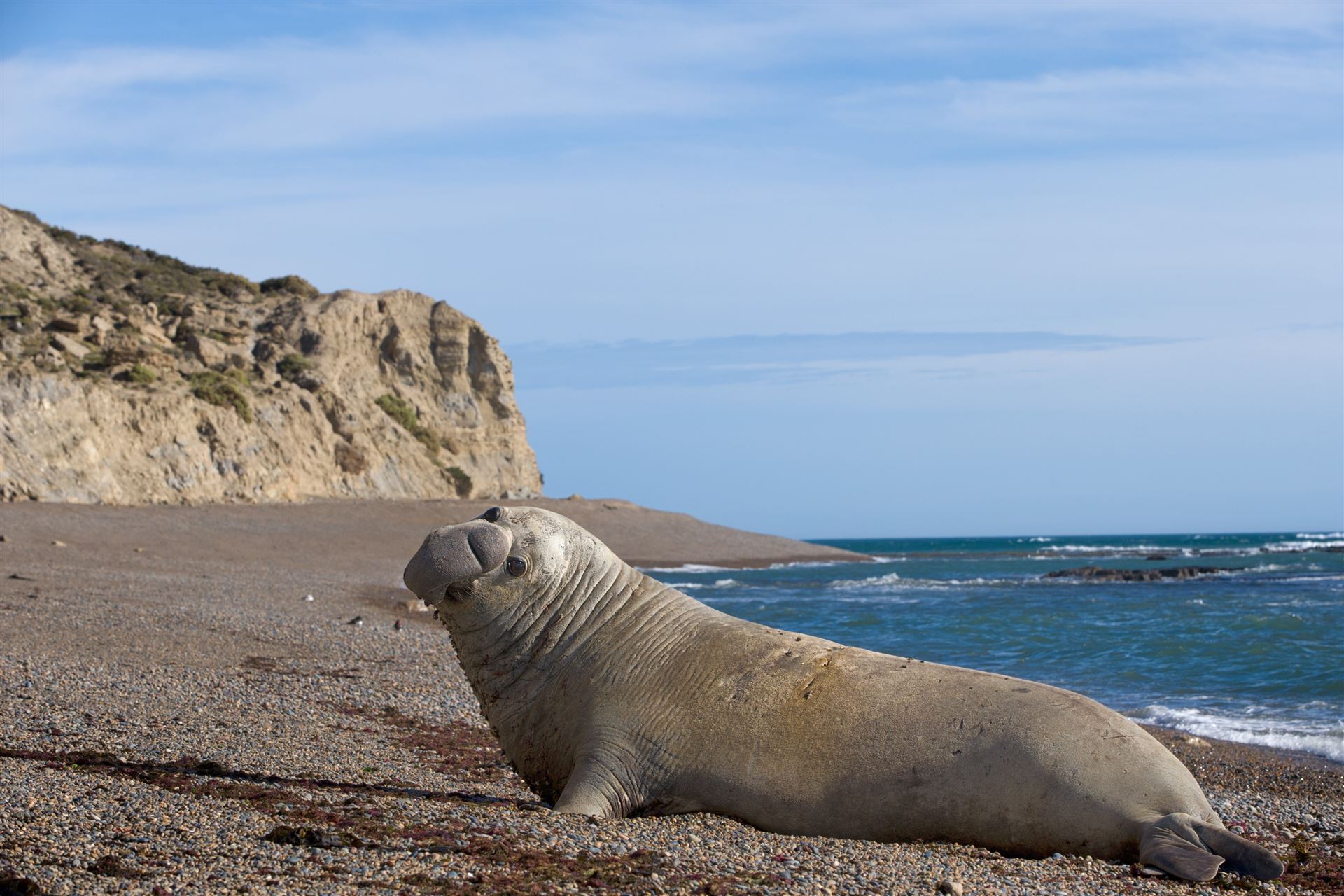 Peninsula Valdes - Seeelefant