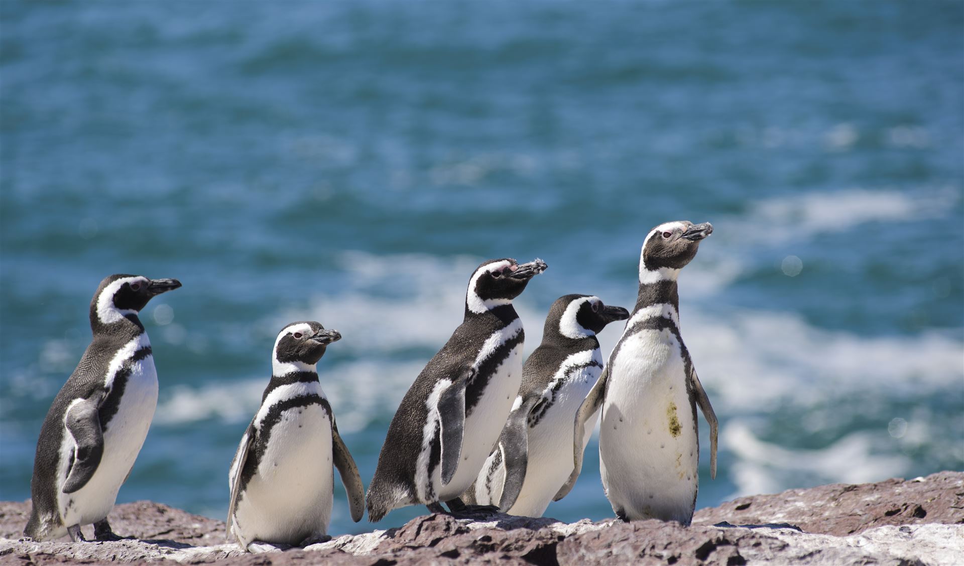 Magallanic Pinguine