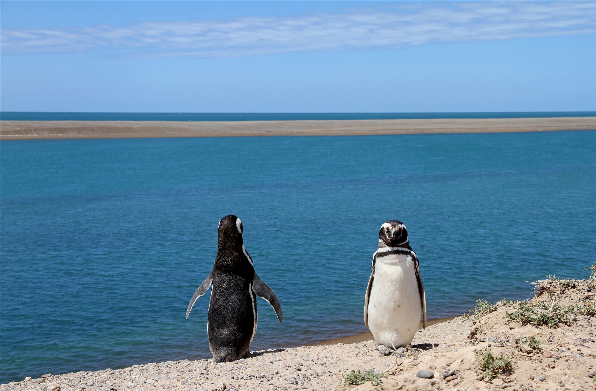 Pinguinpaar