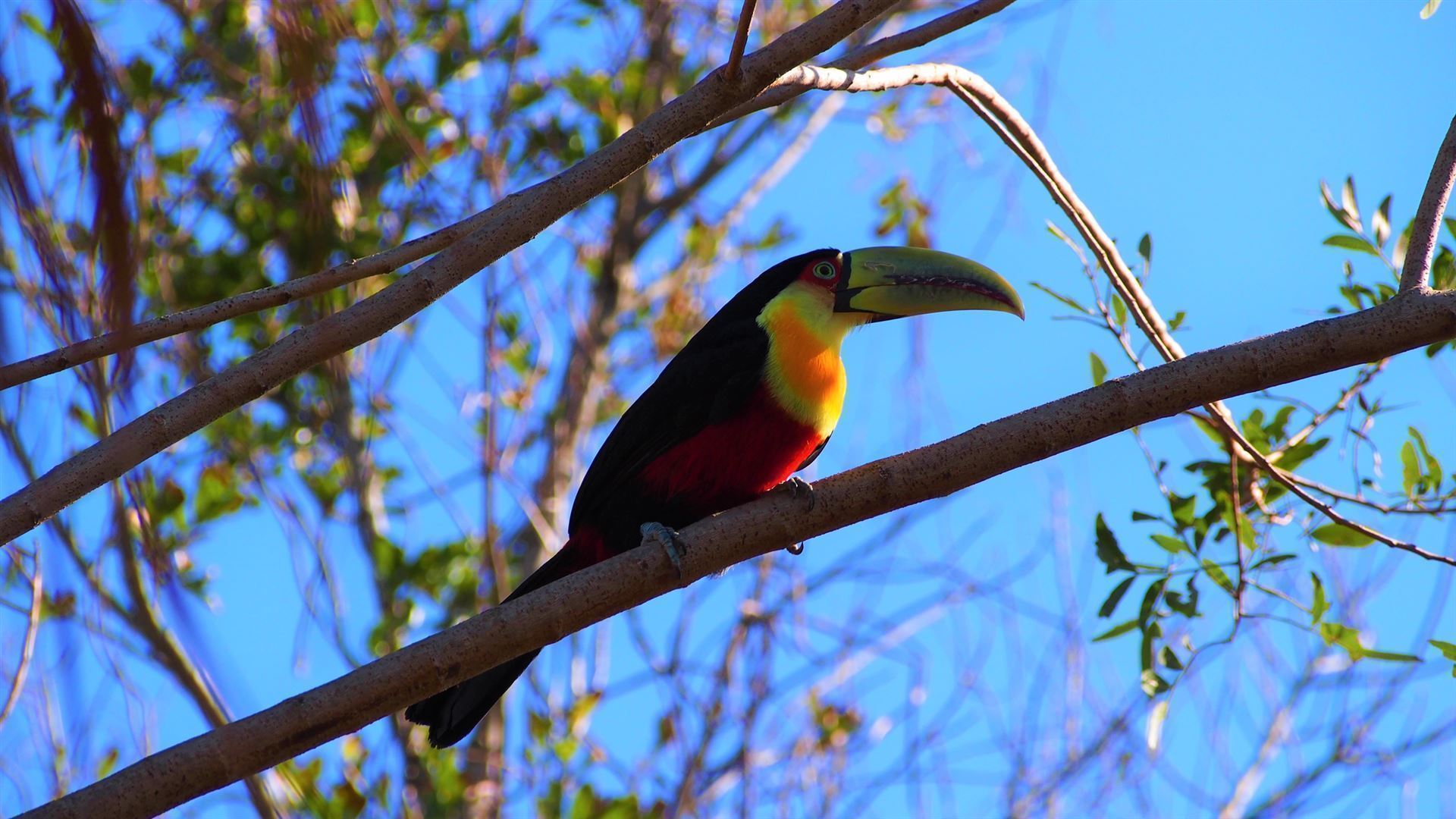 Grünschnabel Tucan im Amazonas