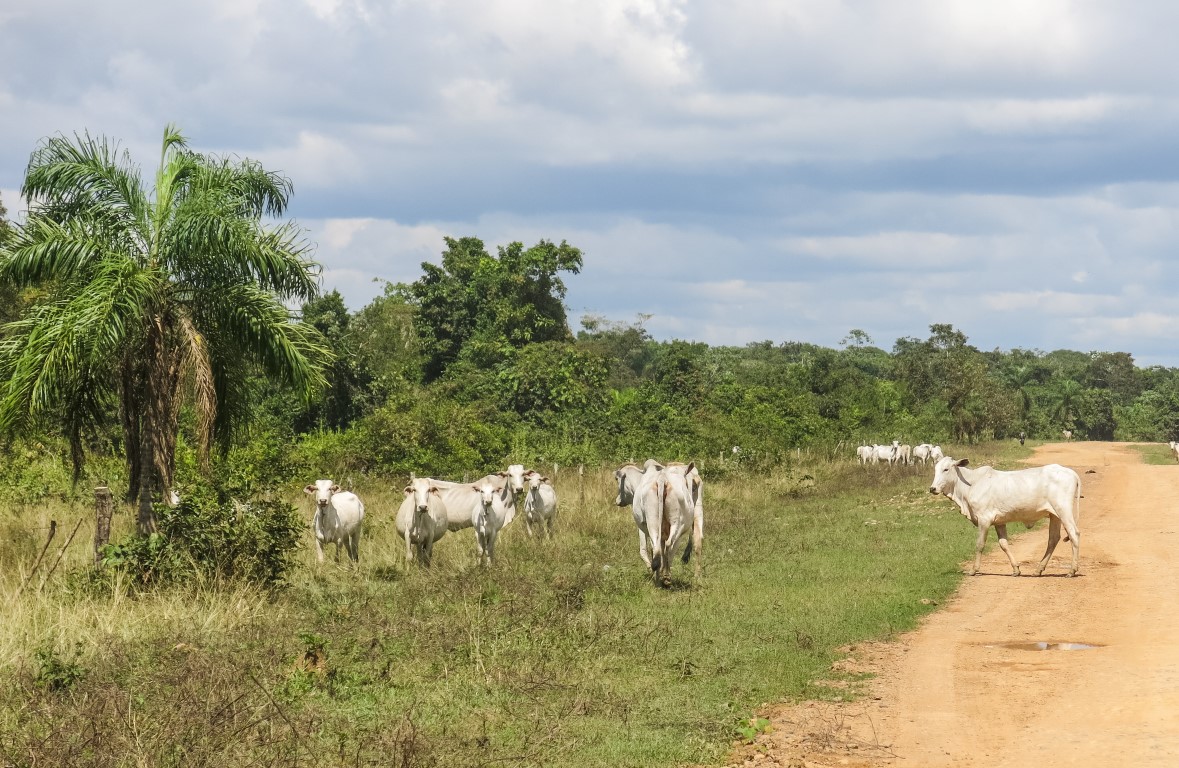 Herde von Kühen in den Bolivianischen Pampas de Yacuma