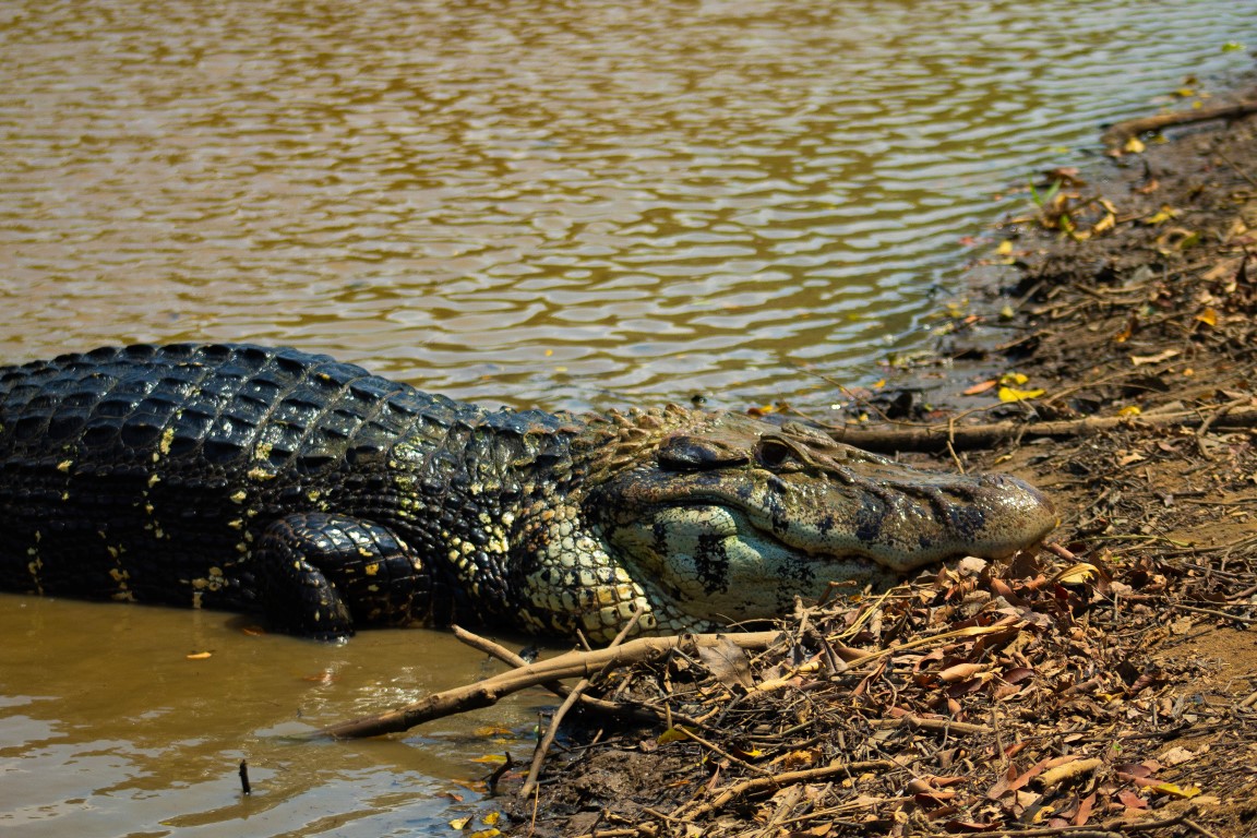 Schwarzer Kaiman am Rio Yacuma