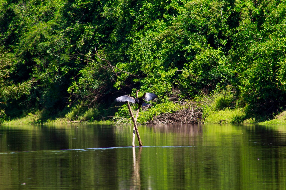 Vögel auf dem Rio Yacuma