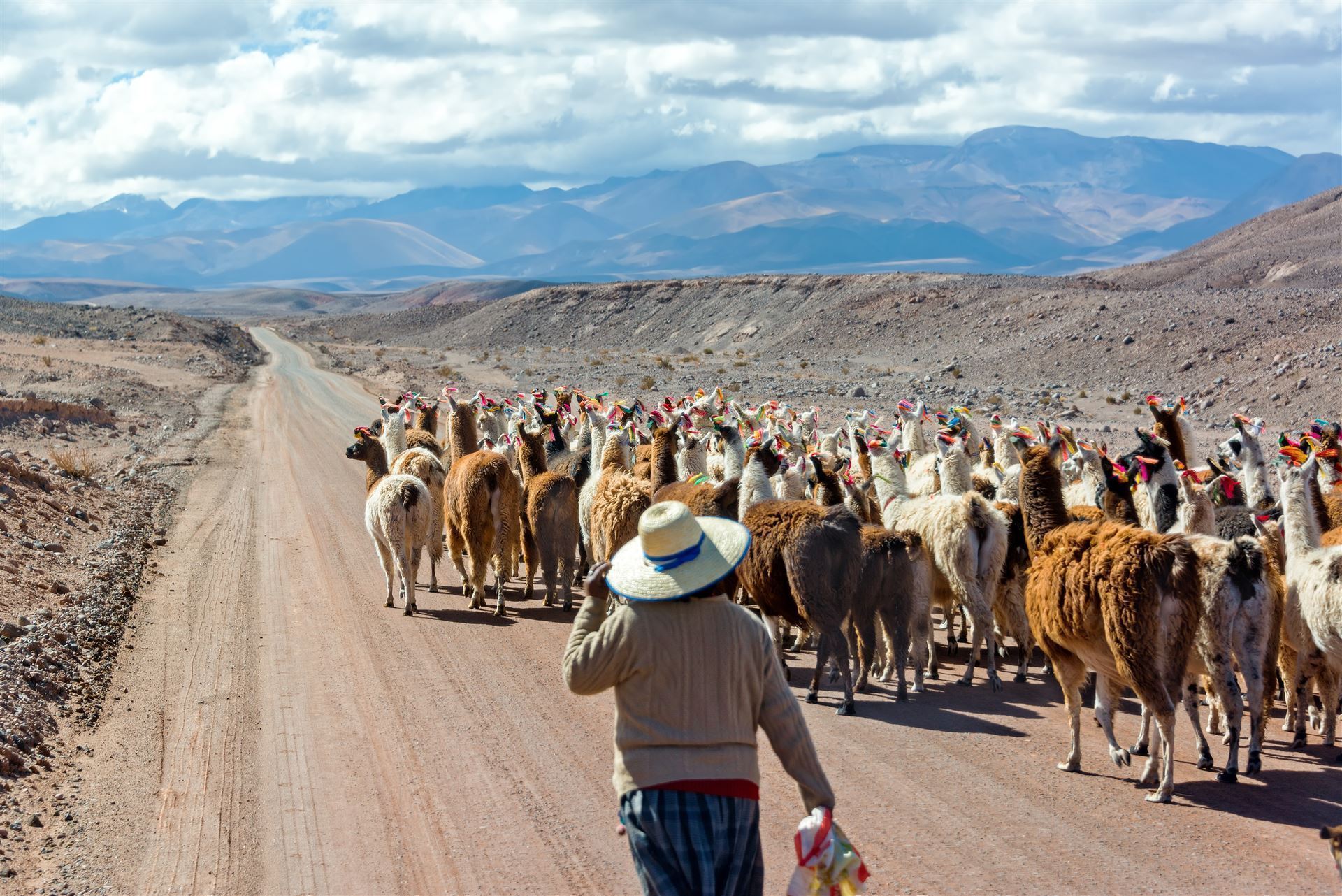 Lama Herde auf der Straße
