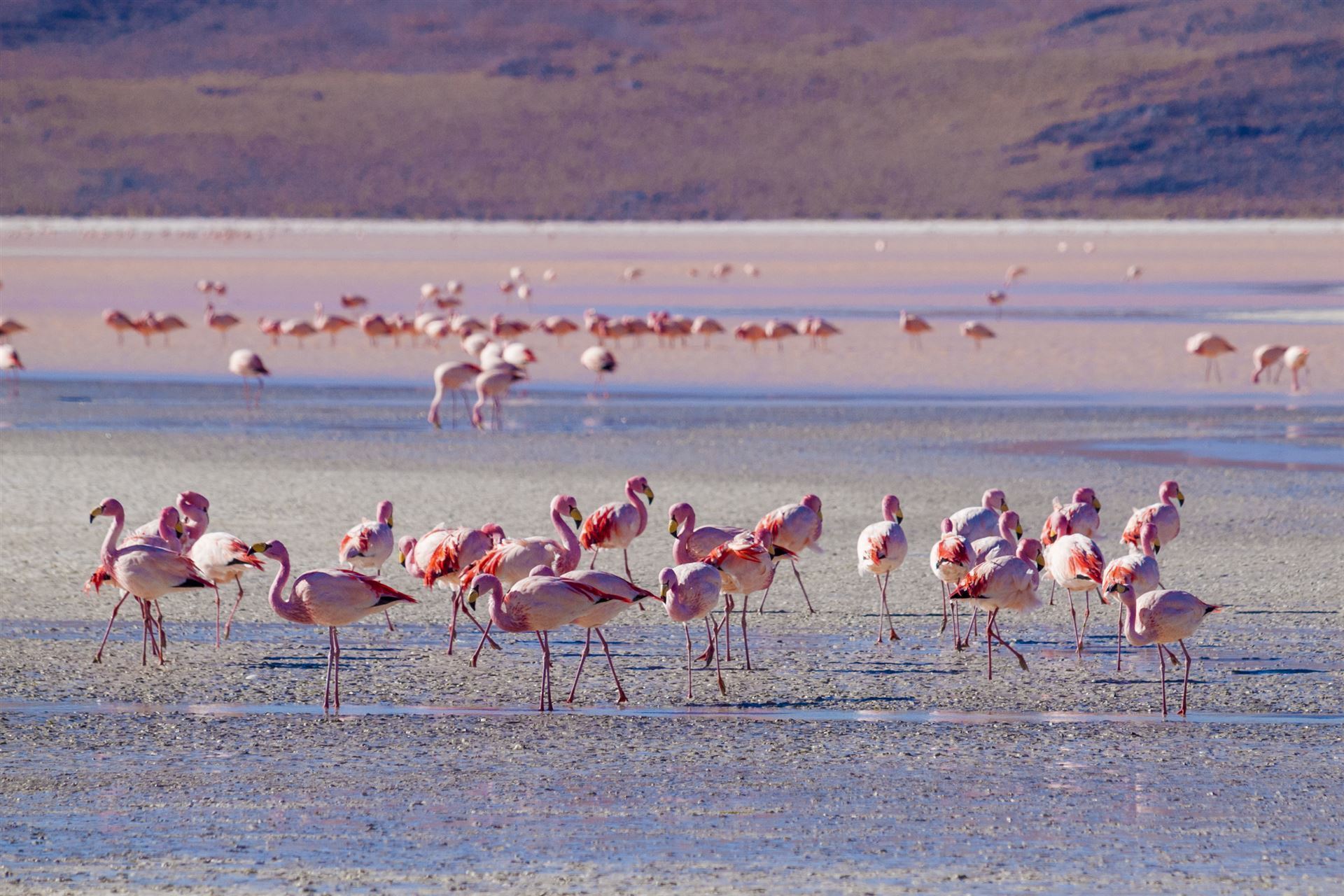 Flamingos