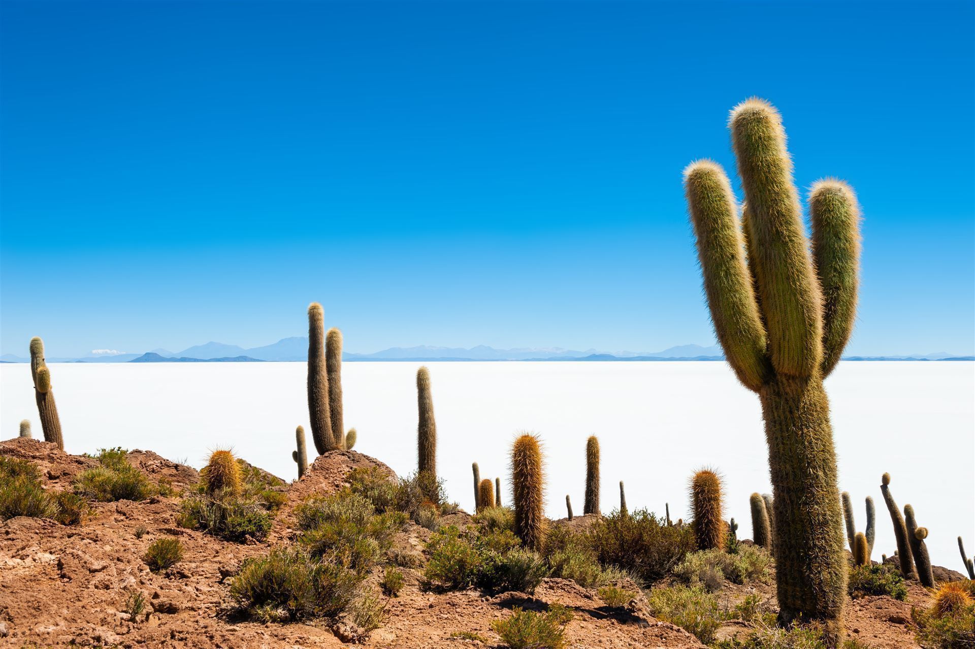 Salar de Uyuni - Landschaft mit Kakteen