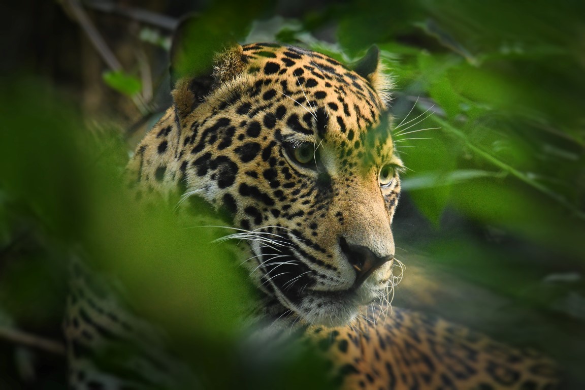 Jaguar - Jaguar Conservation Ranch