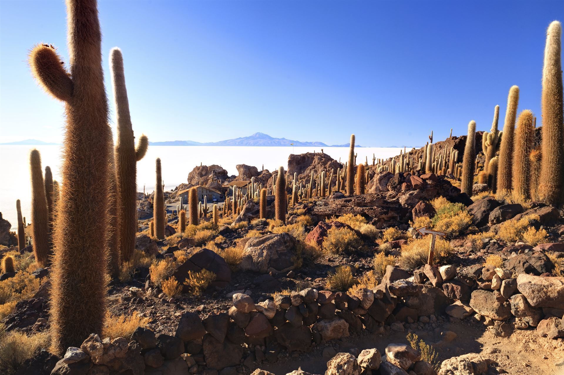 Insel Incahuasi im See Salar de Uyuni