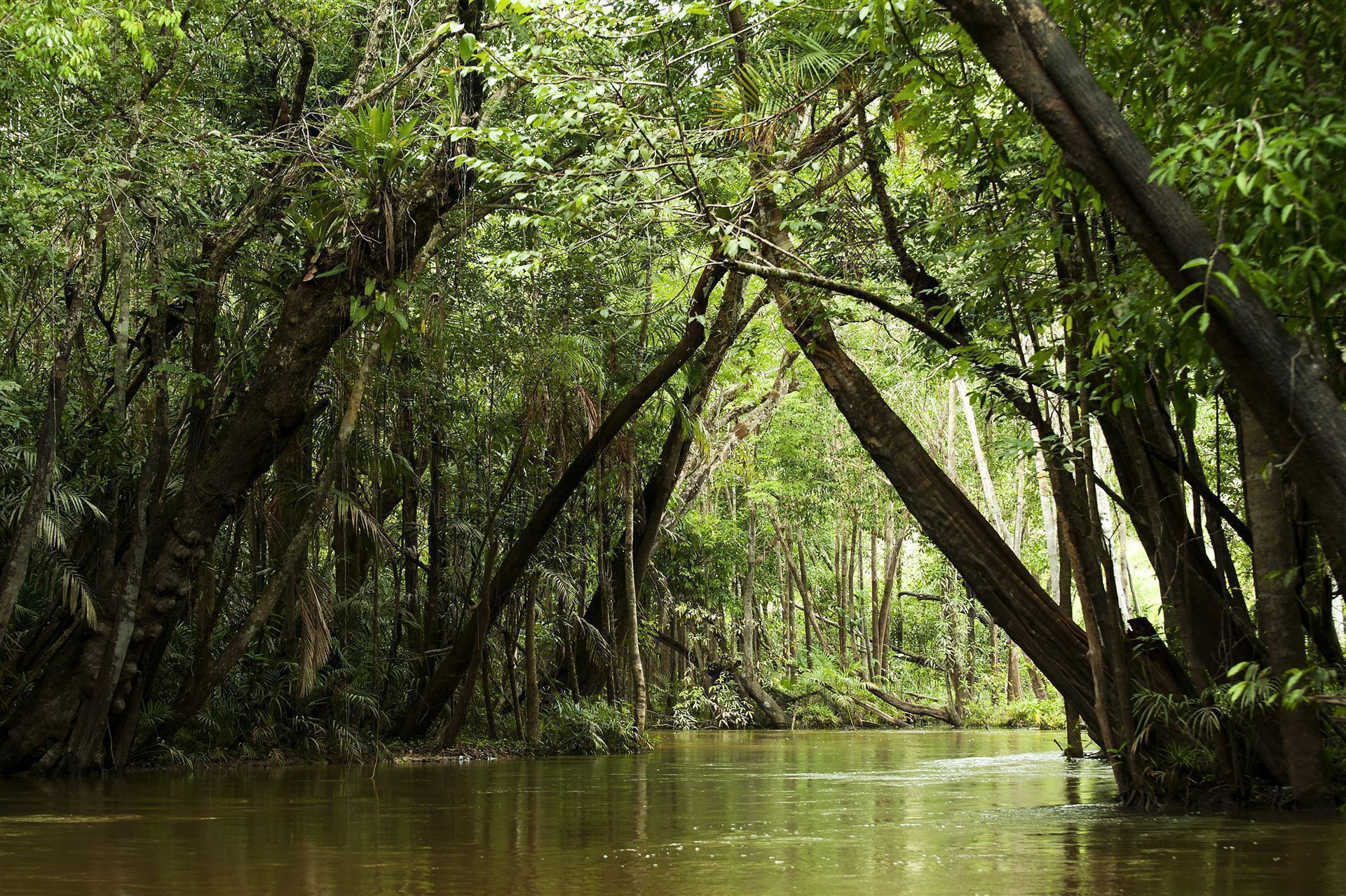Amazonas