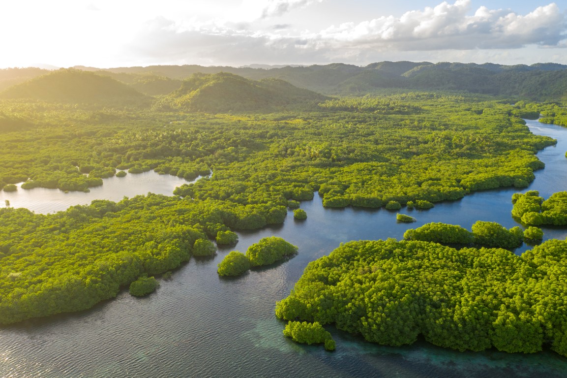 Anavilhanas-Archipel, überschwemmter Amazonaswald im Fluss Negro