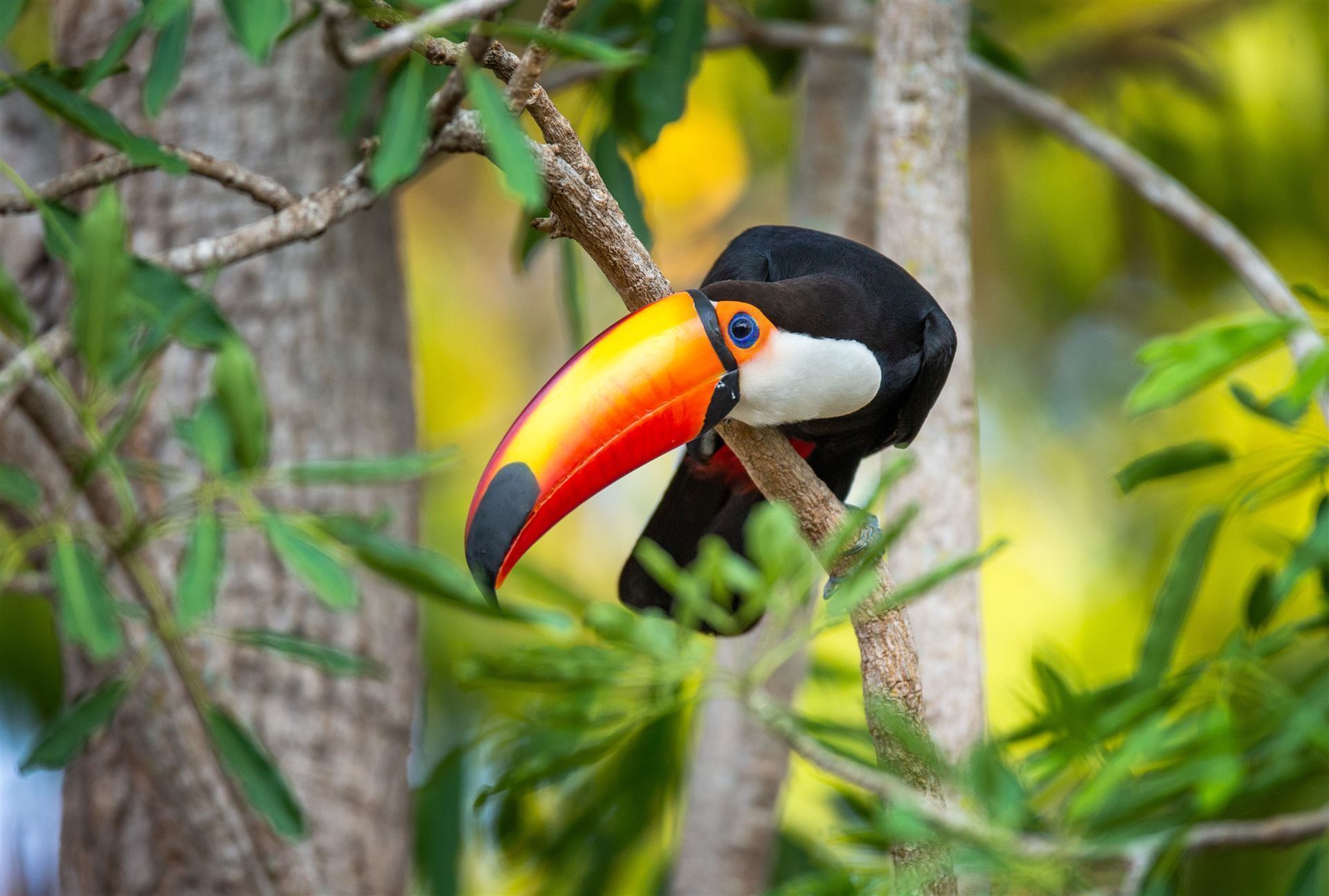 Tucan auf Baum