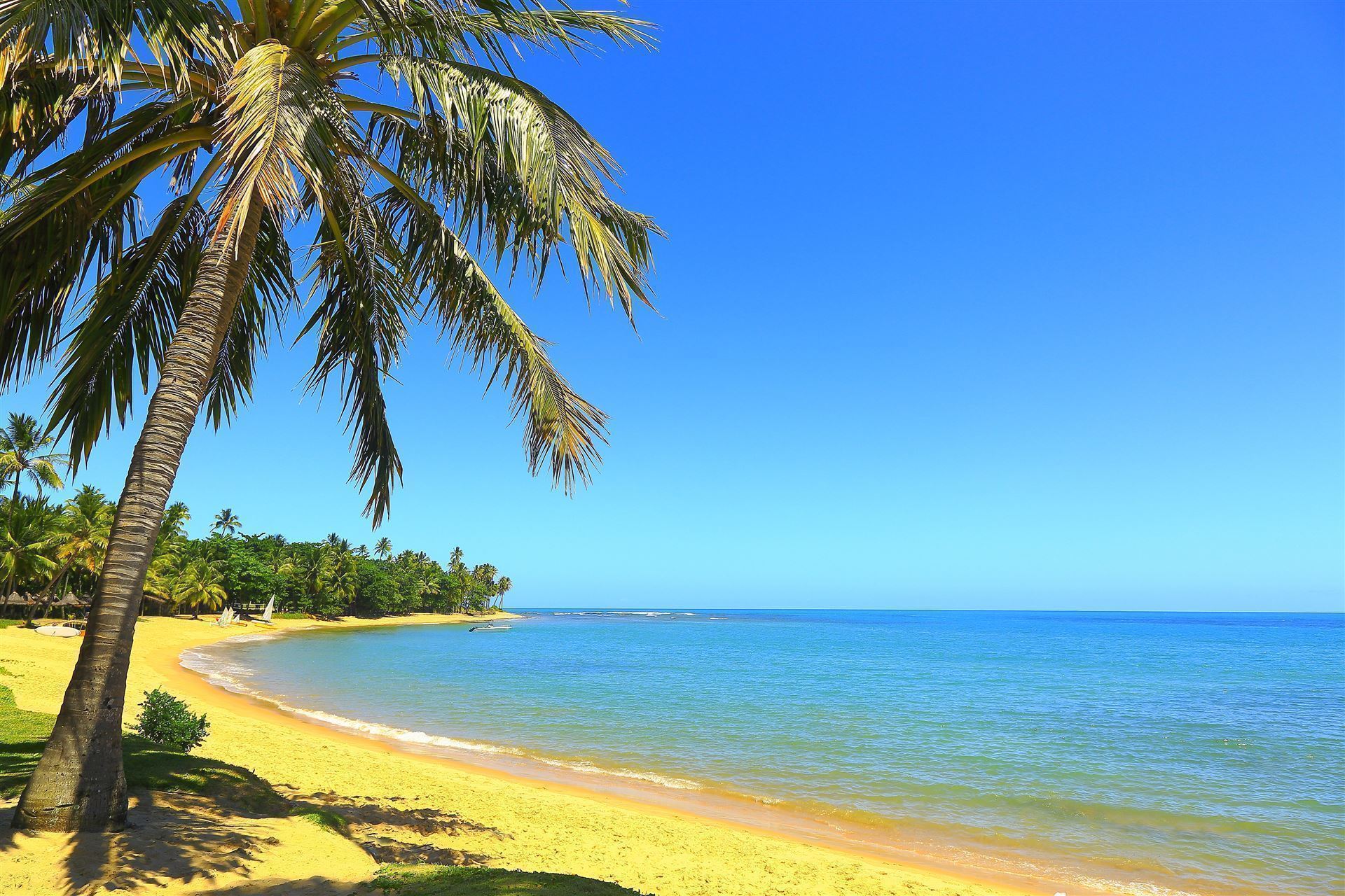 Beach mit Palme