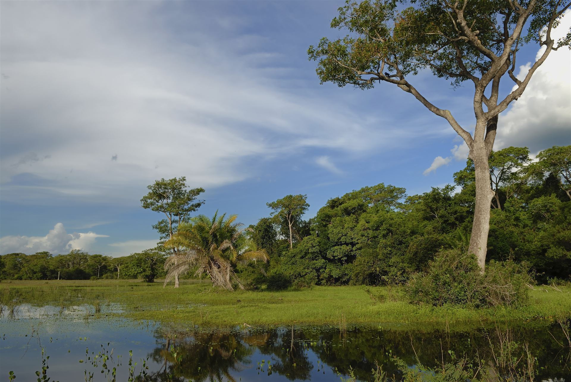 Pantanal