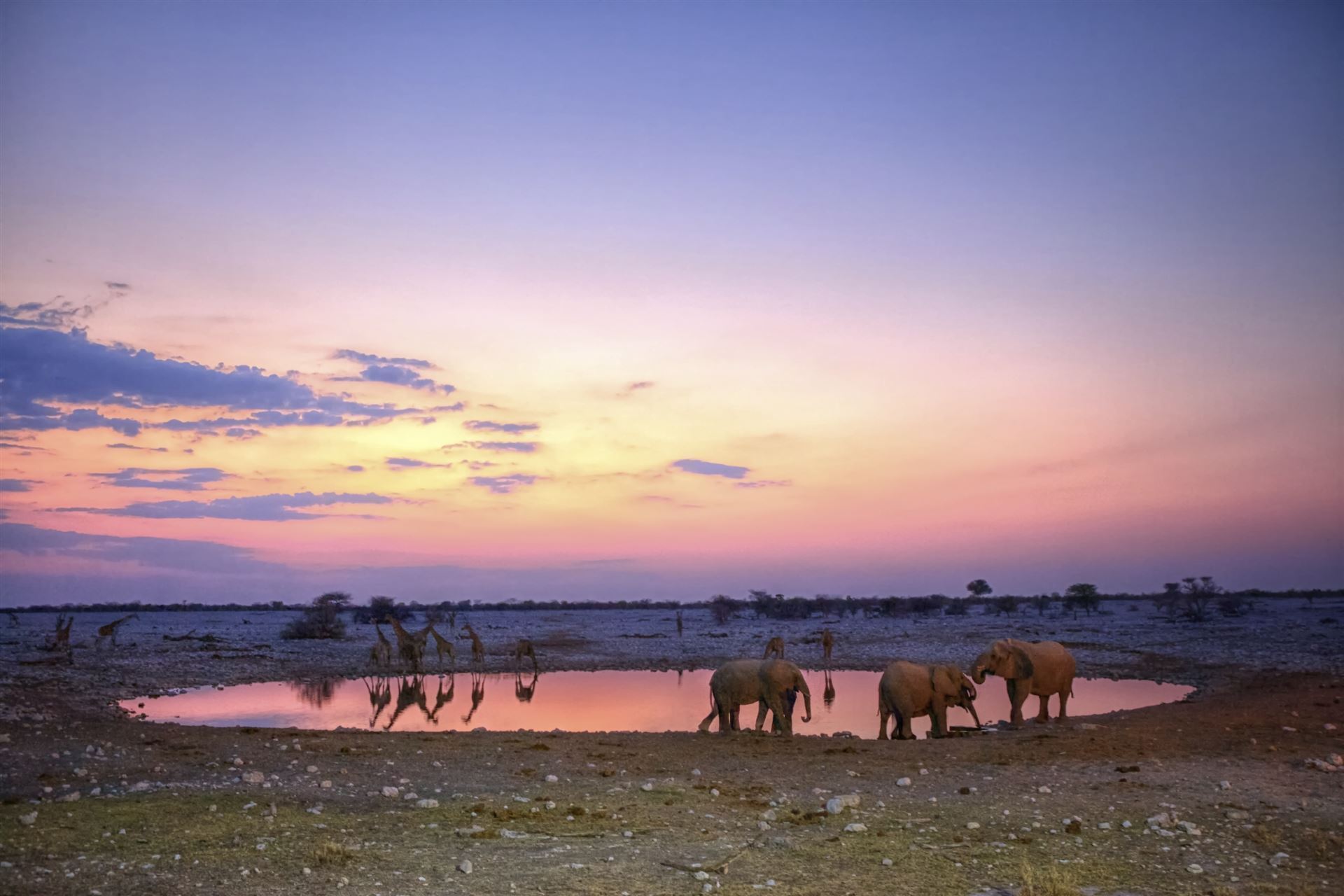 Namibia_Etoscha-Nationalpark_Elephanten