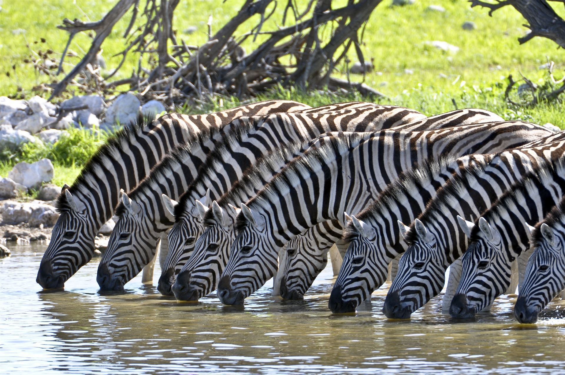 Namibia_Etoscha-Nationalpark_Zebras