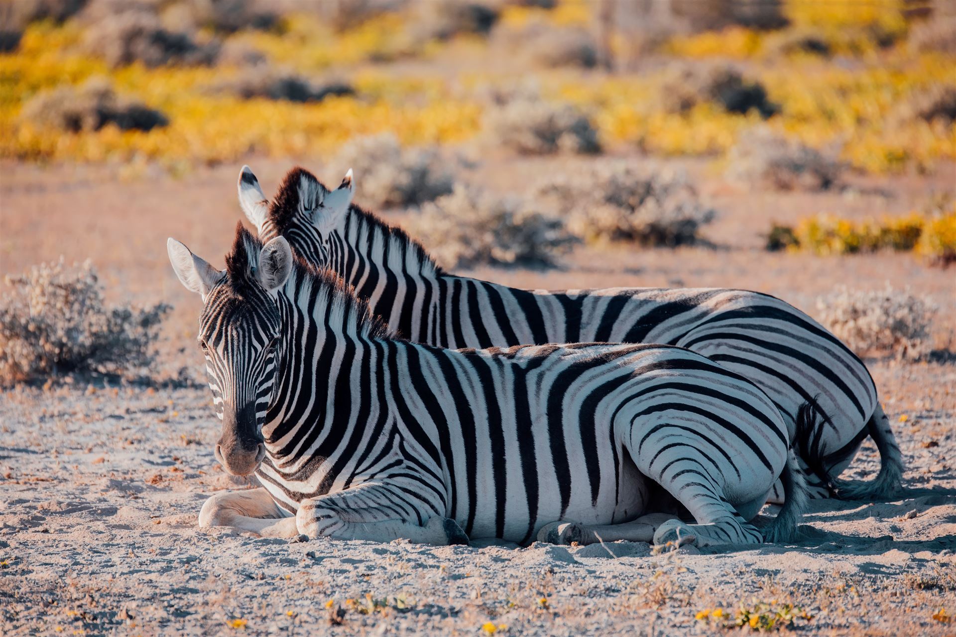 Zebras im Nationalpark