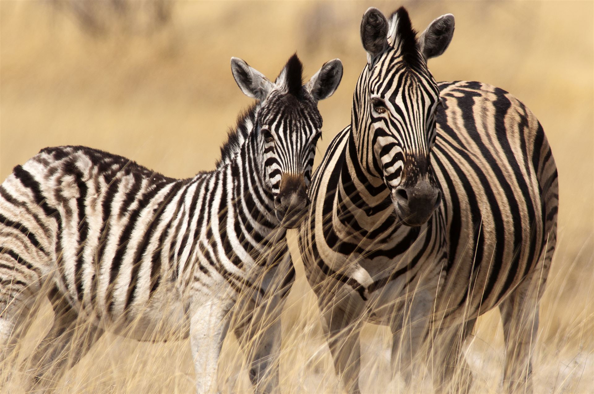 Zebras im Etosha Nationalpark