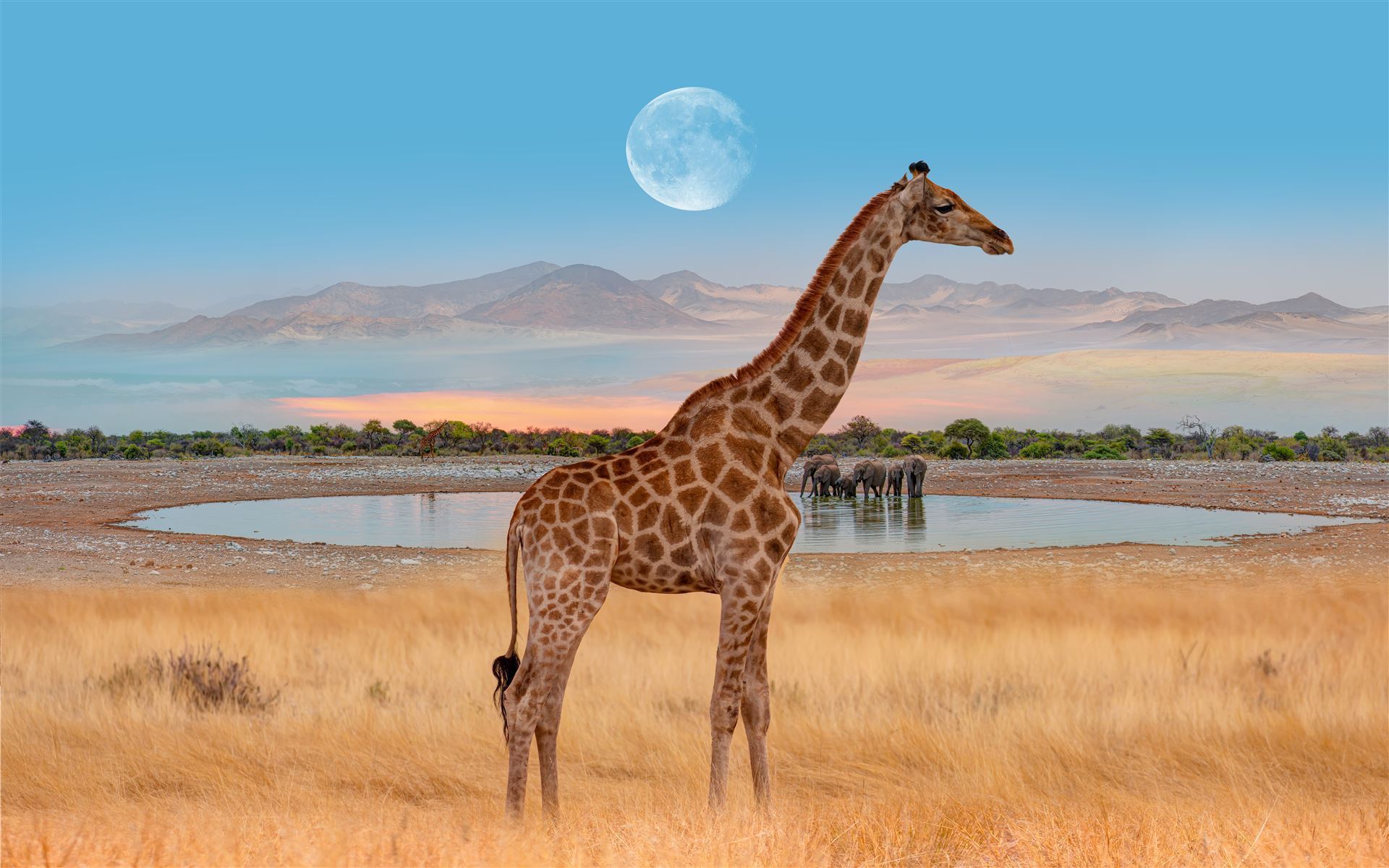 Giraffe mit Mond in der Naehe des Etoha
