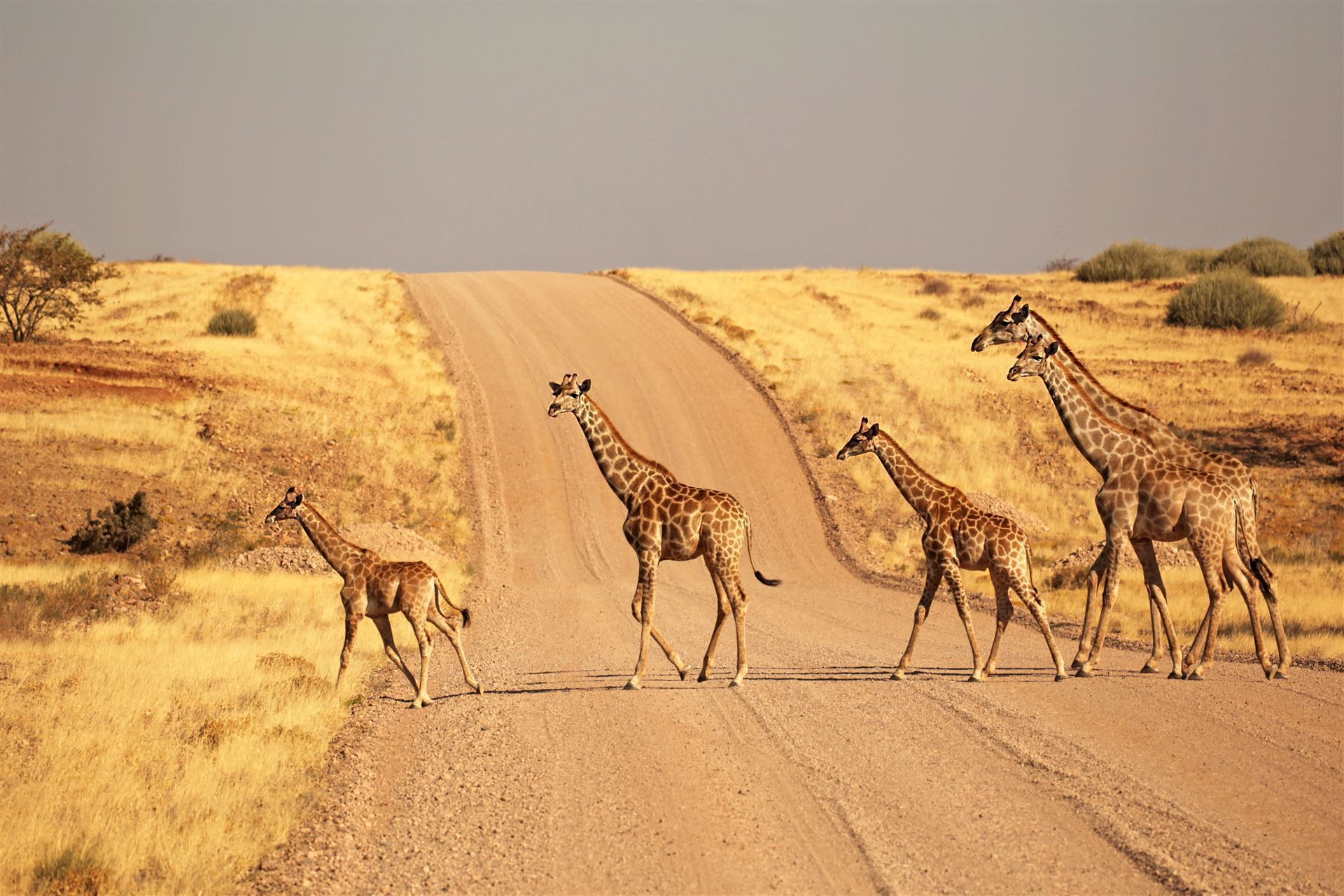 Etosha Park_Giraffen