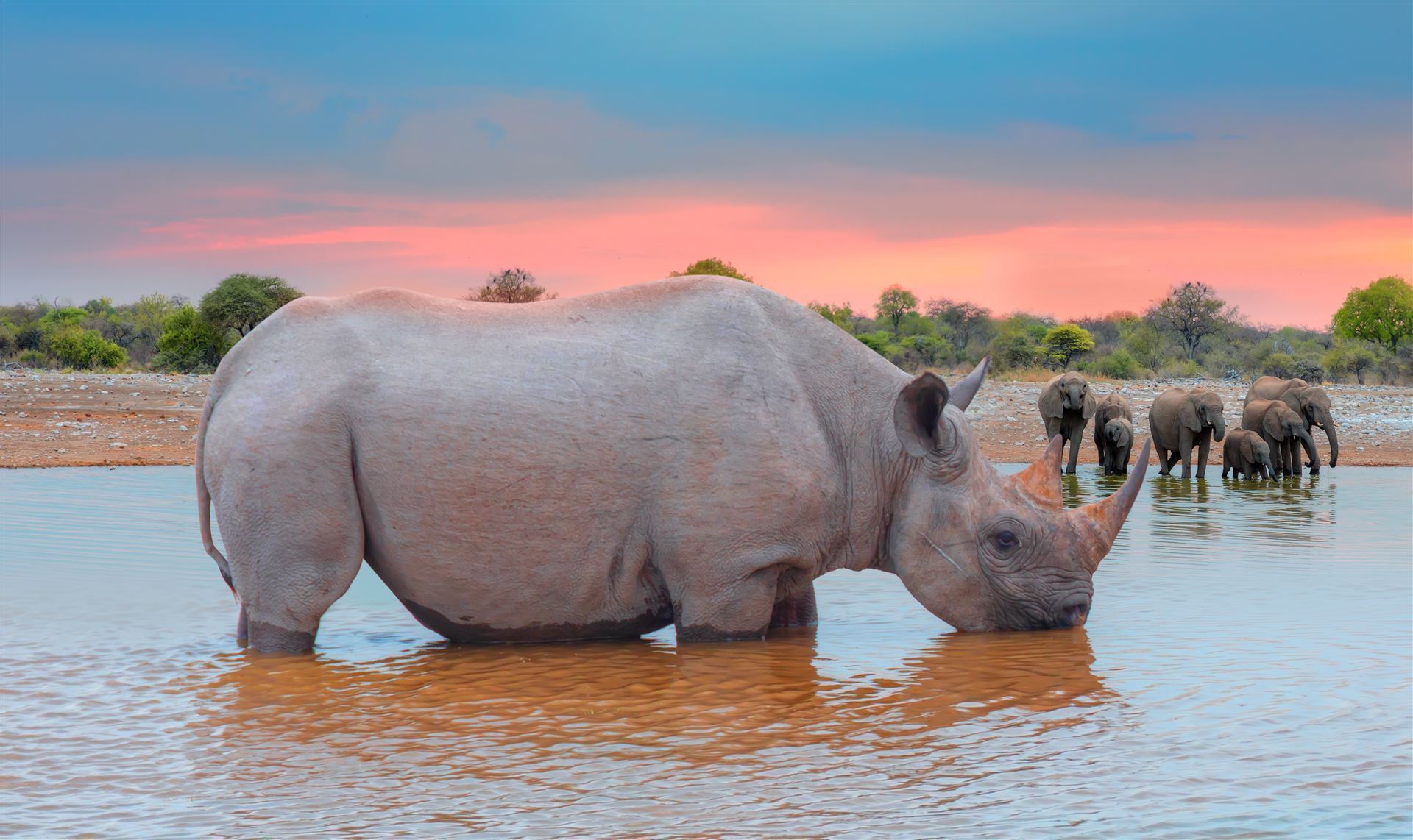 Nashorn im Wasserloch
