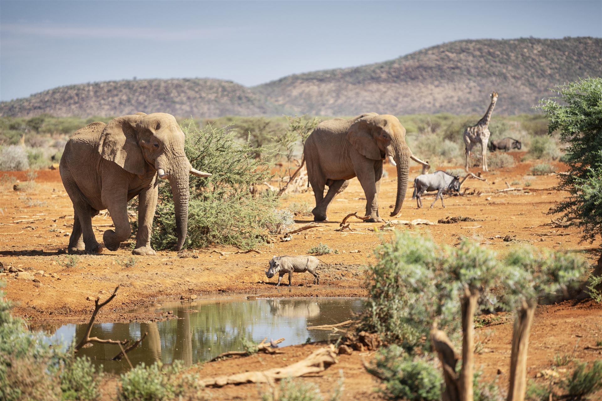  Namibia_Elefanten_Gnu_am_Wasserloch